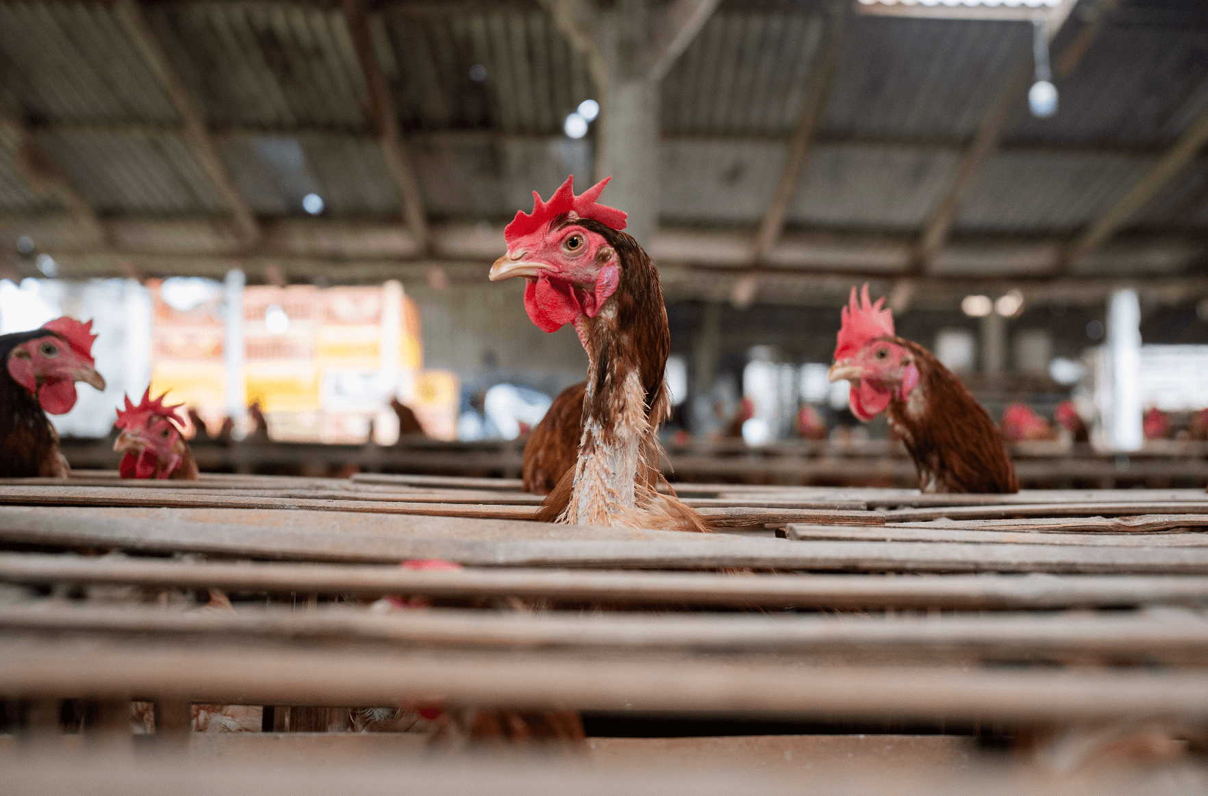 Multiple chickens in a barn, with a focus on one chicken sticking its head through wooden slats.