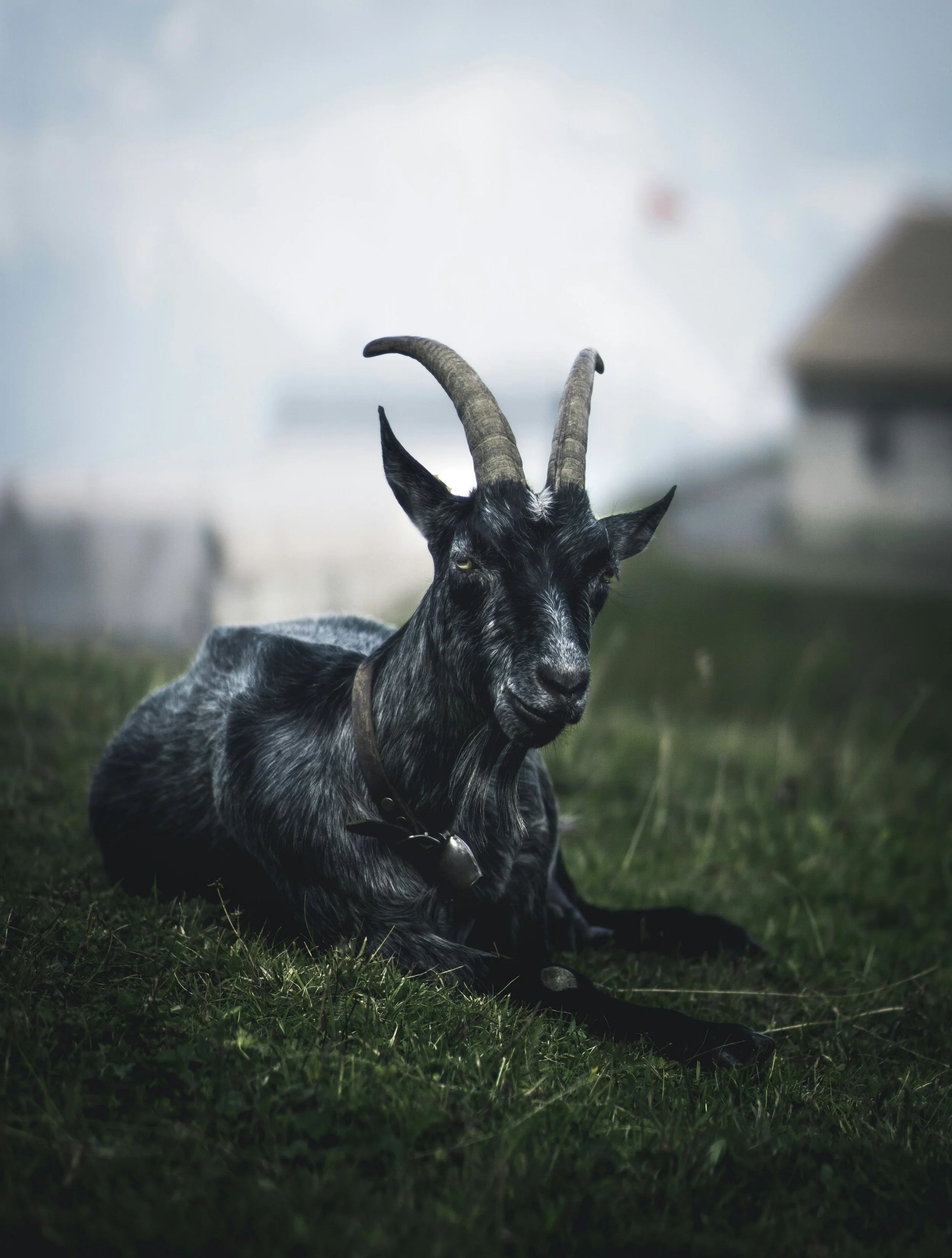 A black and gray goat with curved horns lying on green grass, with a blurred background.