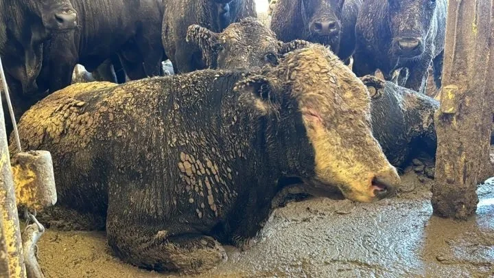 Here's a look inside a livestock ship anchored in Cape Town harbour en route to the Middle East 5.jpg