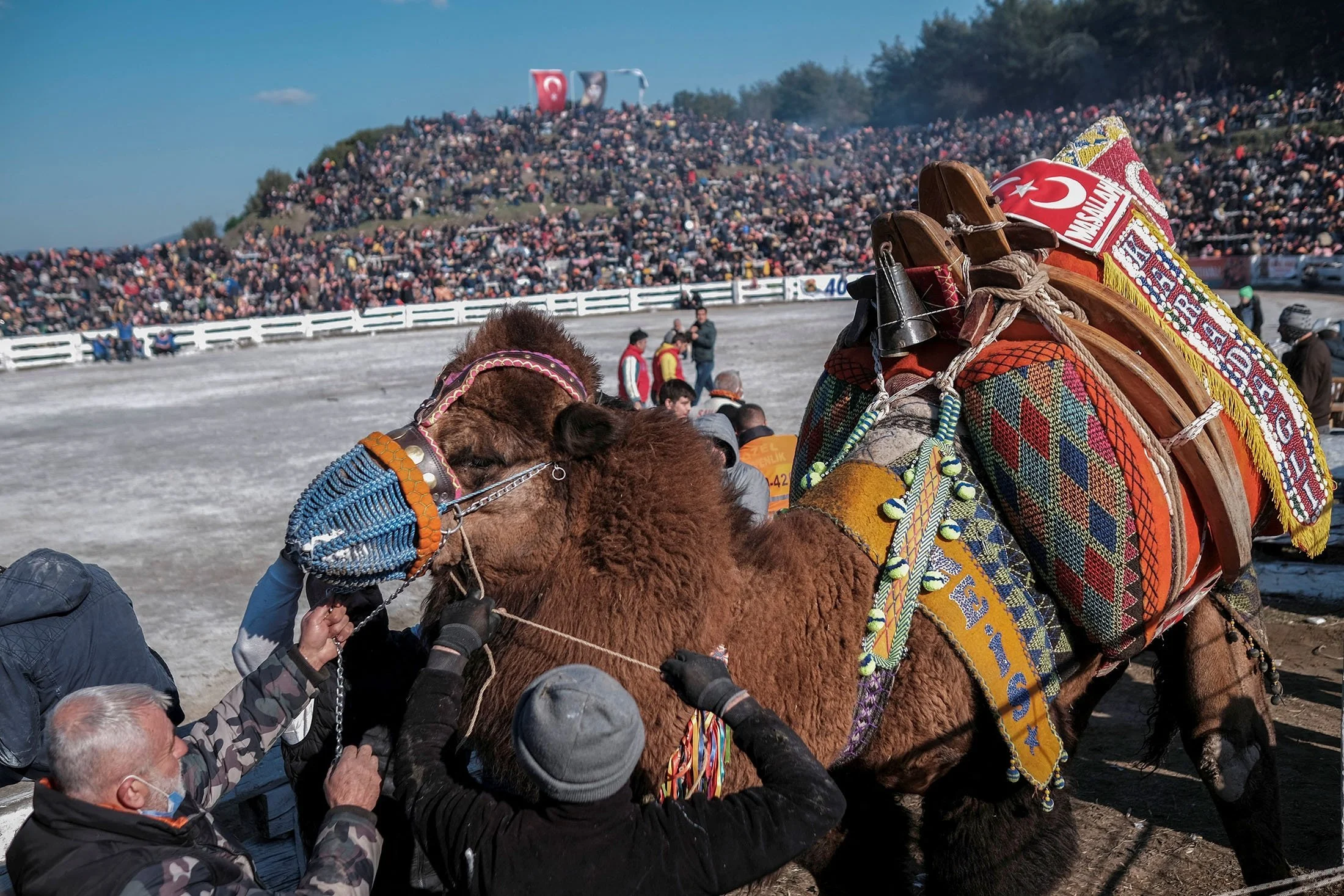 Animal Rights Activists Condemn Turkey's Annual Camel Wrestling Festival 4.jpg
