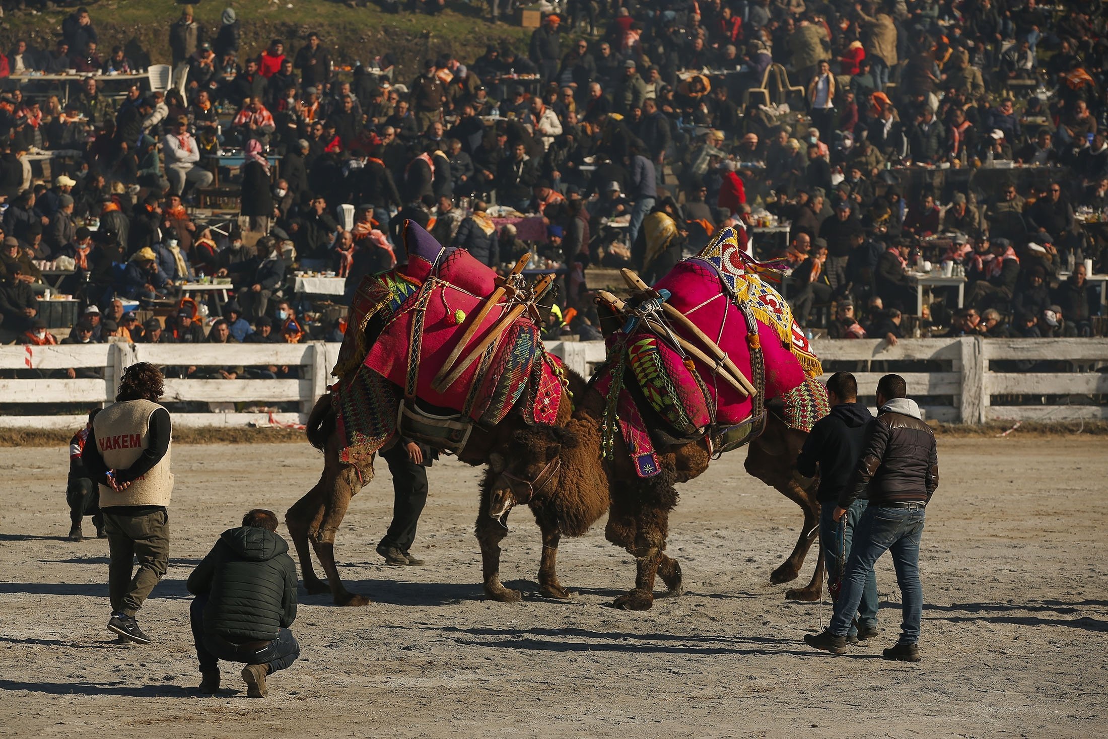 Animal Rights Activists Condemn Turkey's Annual Camel Wrestling Festival 2.jpg