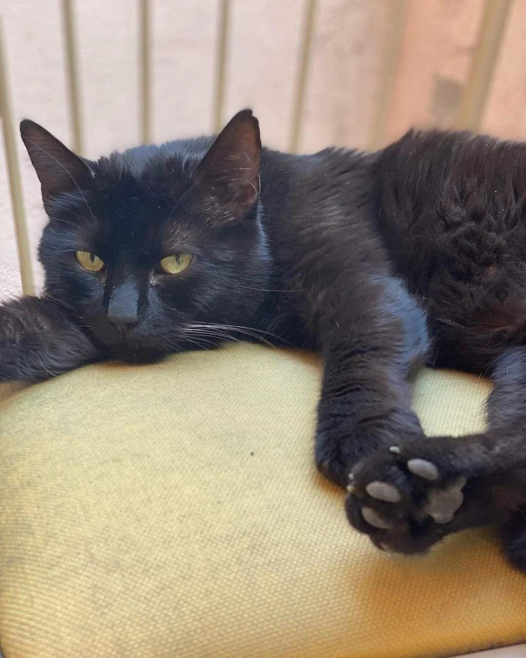 Limonita Vegan 15.jpg