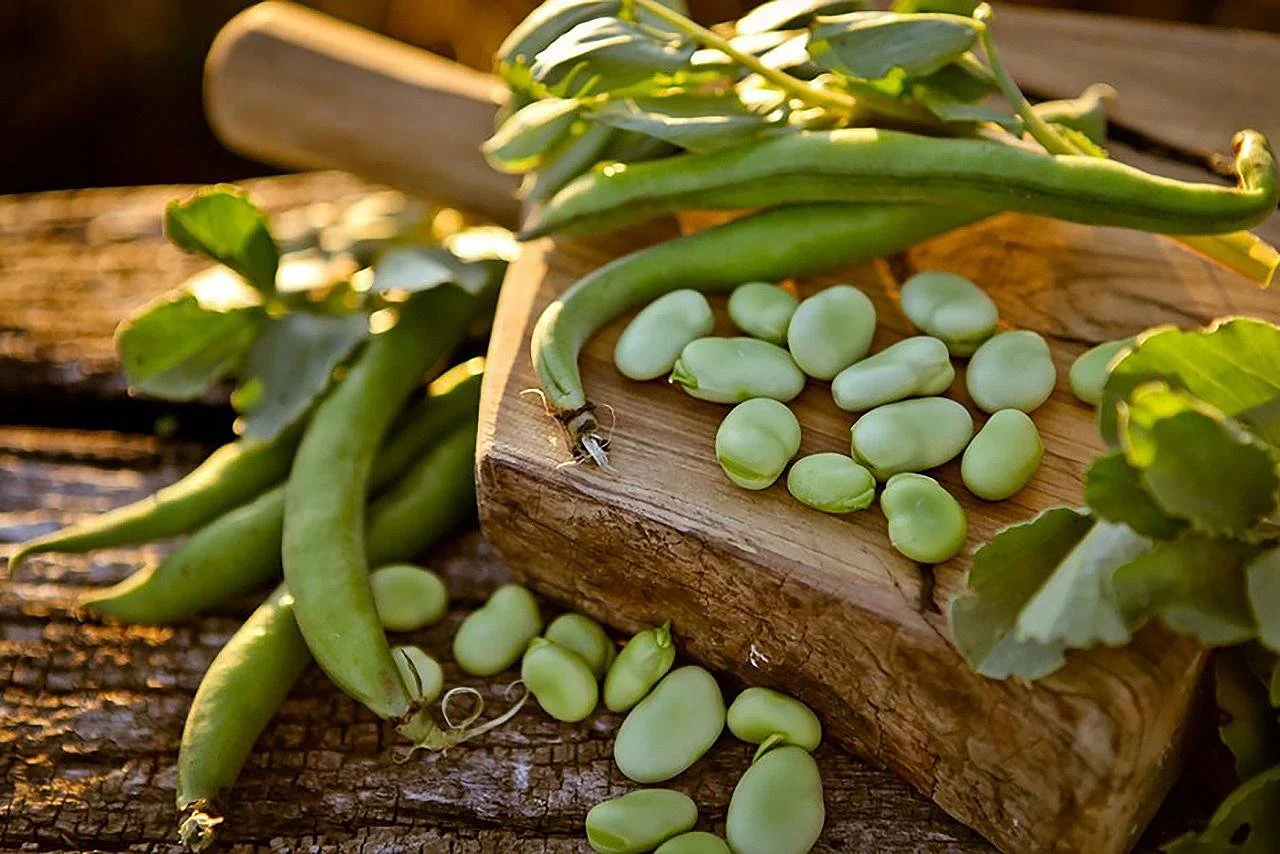 Fava Beans: An Ancient Staple in the Levant with Versatility and Nutritional Benefits!