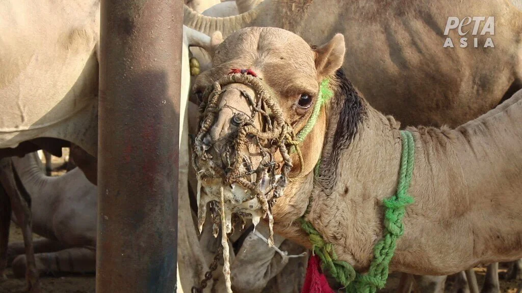 Egypt-Camel-Suffering-PO.jpeg