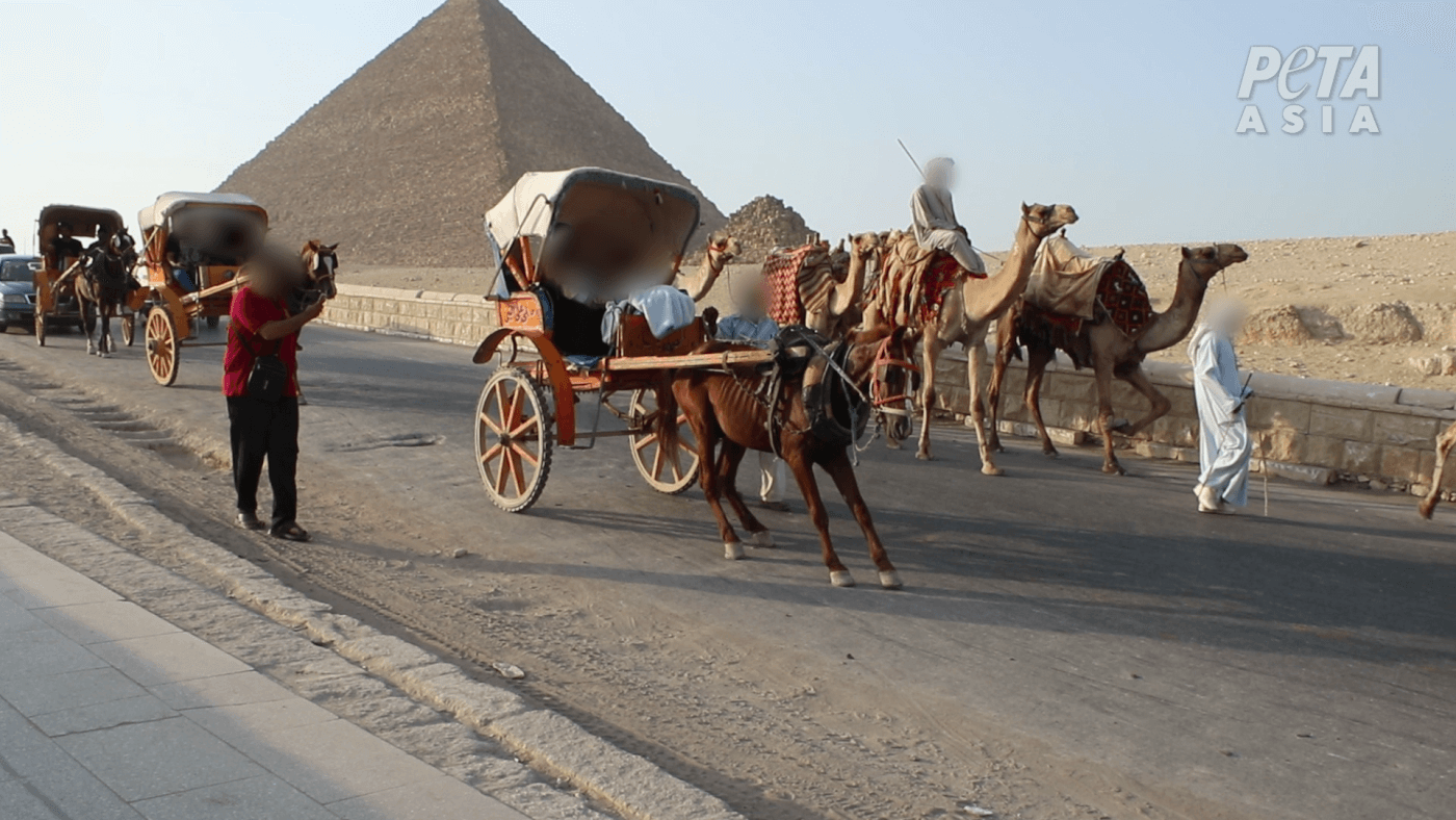 In Egypt, horses and camels are abused while officials do nothing!.png