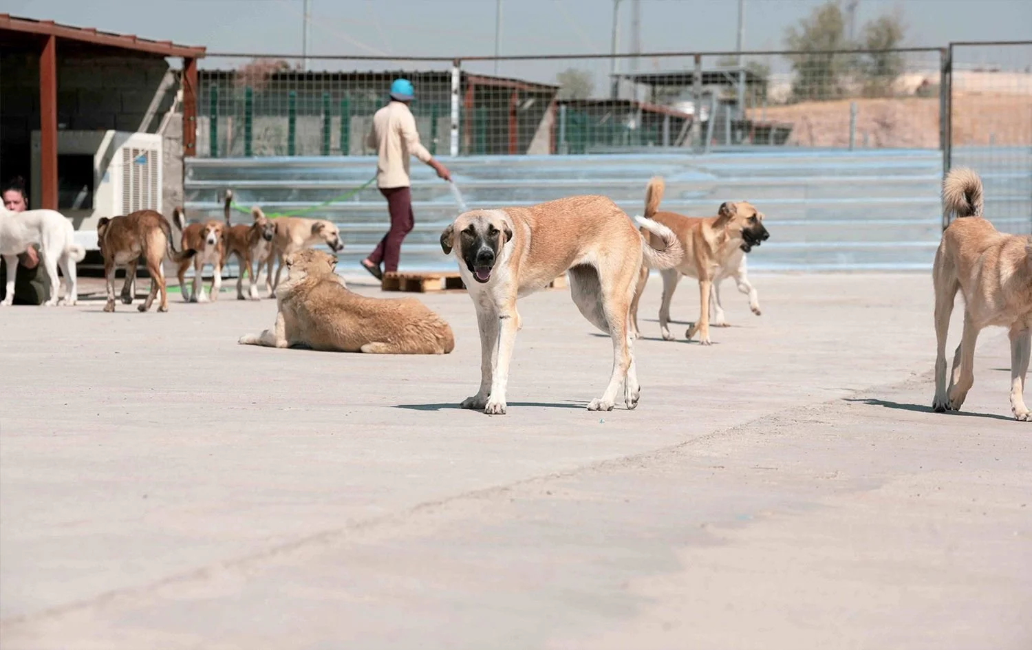 Iraq Authorities Launch Campaign to Poison Stray Dogs, Prompting Activist Backlash