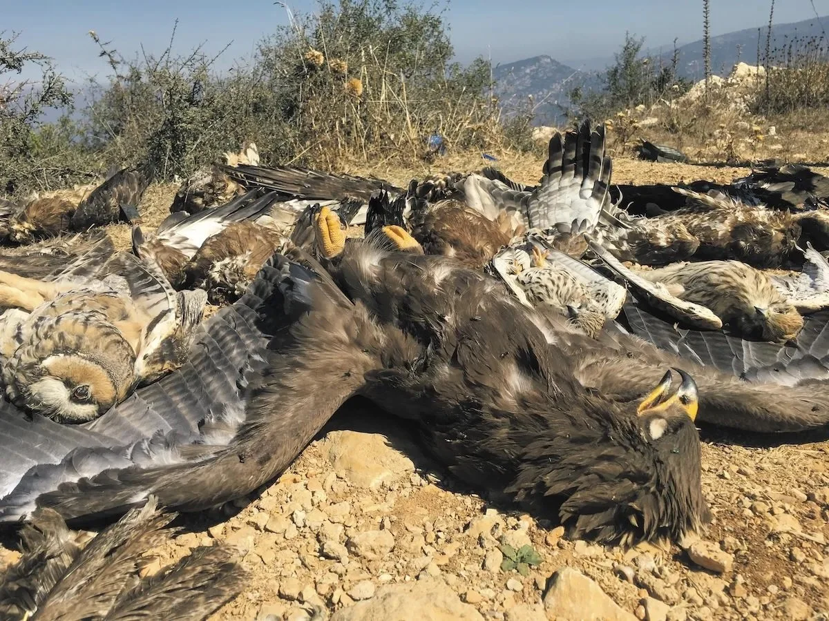 Lebanon's Migratory Birds: A Vital Flight Under Threat
