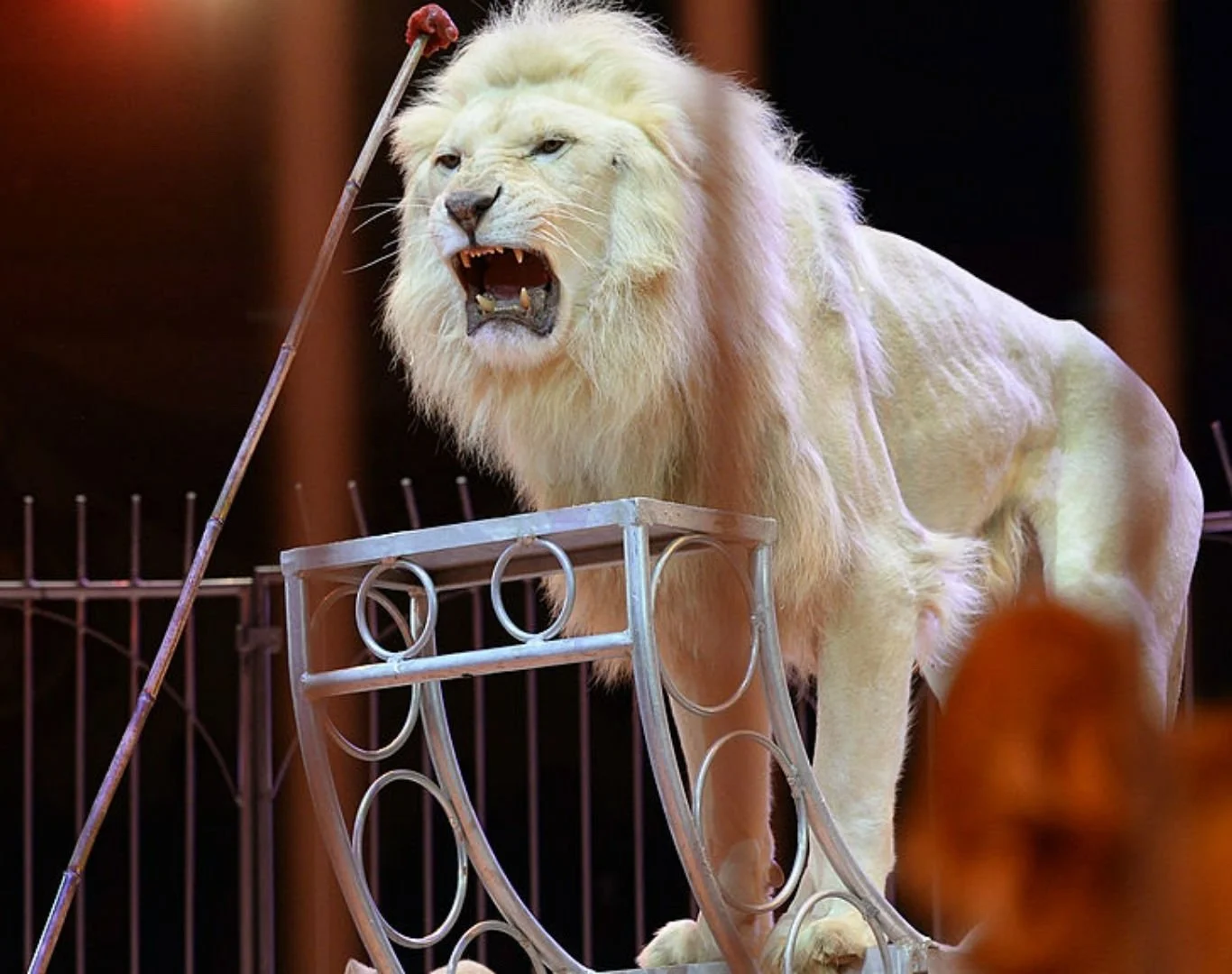 Lion Attacks in Egypt's Circuses and Zoos Ignite Animal Rights Advocacy