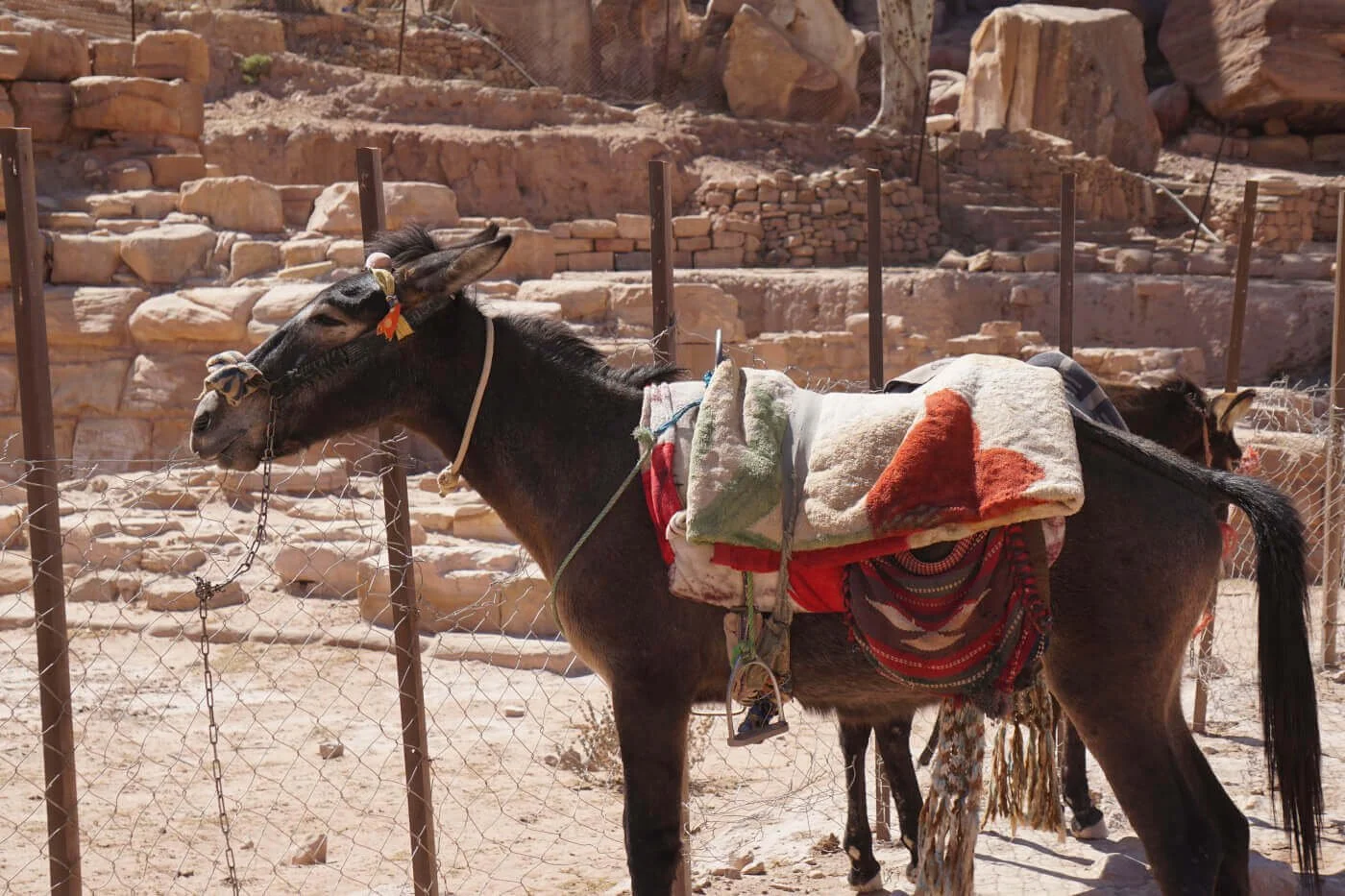 Dehydration Crisis: Donkeys in Petra Endure Unimaginable Hardship