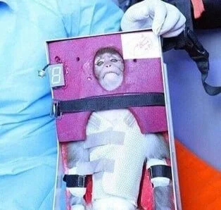 PETA Condemns the Iranian Space Agency for Inhumane Animal Testing in Space Missions