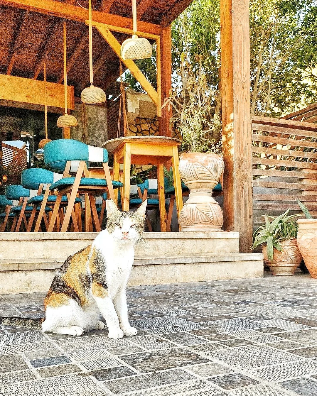 The Vegan Lab, Dahab 11.jpg