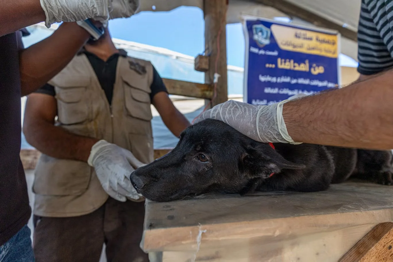 Sulala Rescue_ A Beacon of Hope for Gazas Animals Amidst Struggle 1.jpg