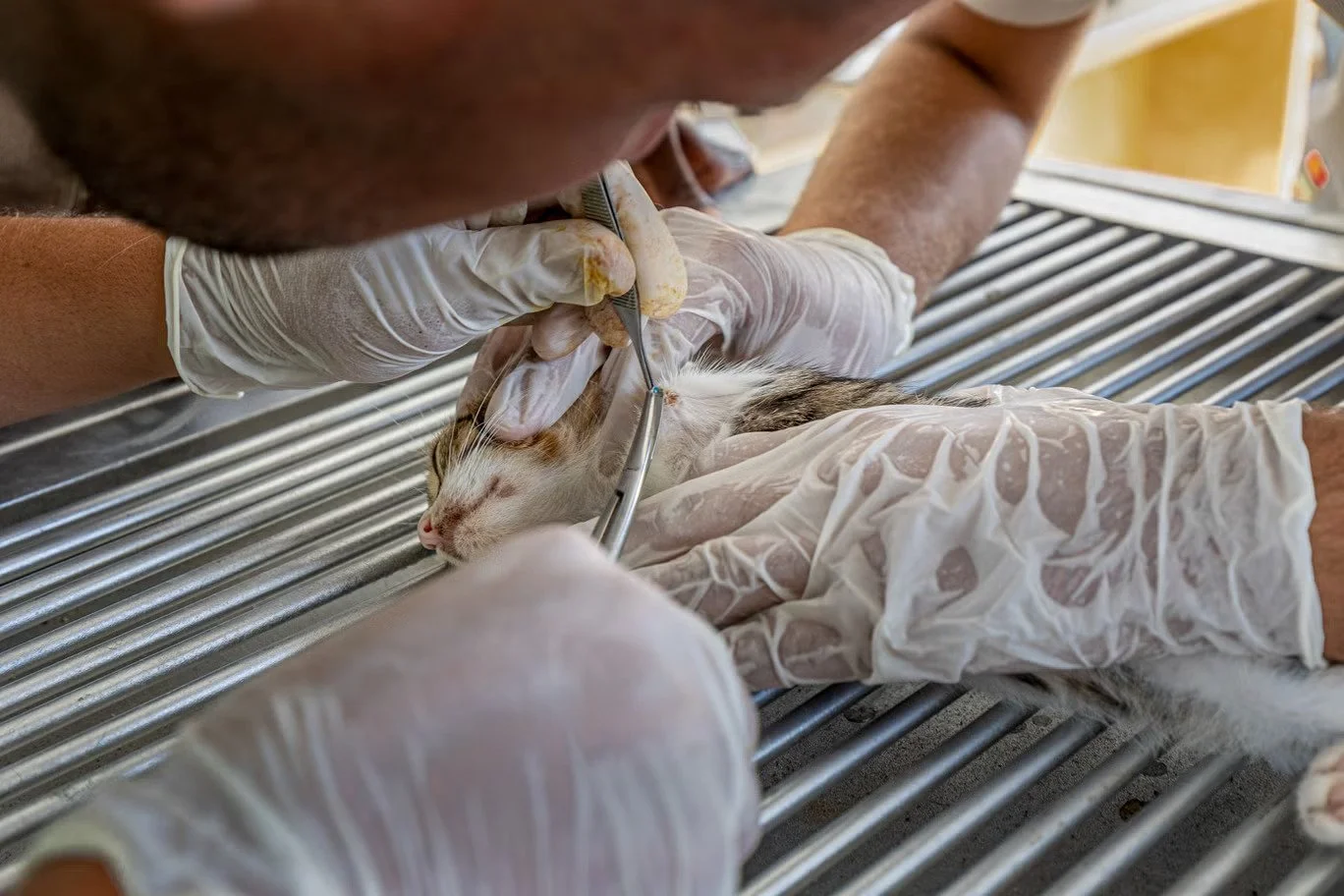 Sulala Rescue_A Beacon of Hope for Gazas Animals Amidst Struggle 3.jpg