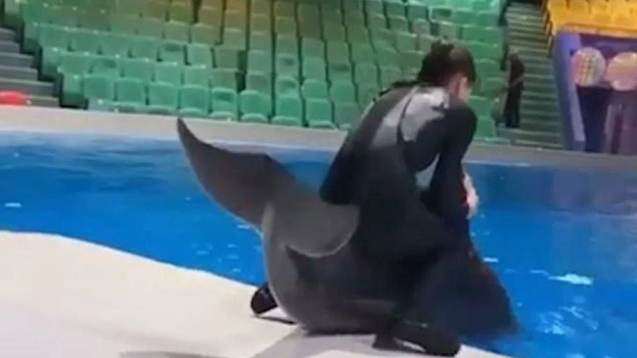The discovery of a Dubai trainer sitting on a dolphin has sparked outrage