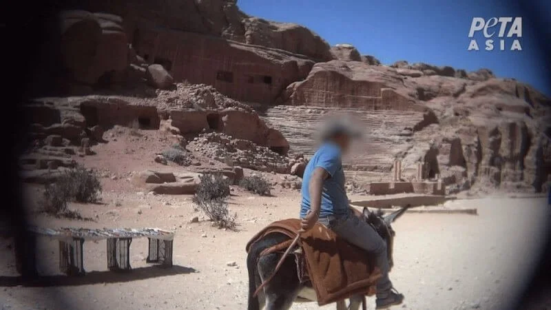 Visiting Petra? 4 Disturbing Reasons Why Animals Suffer in the ‘Lost City’