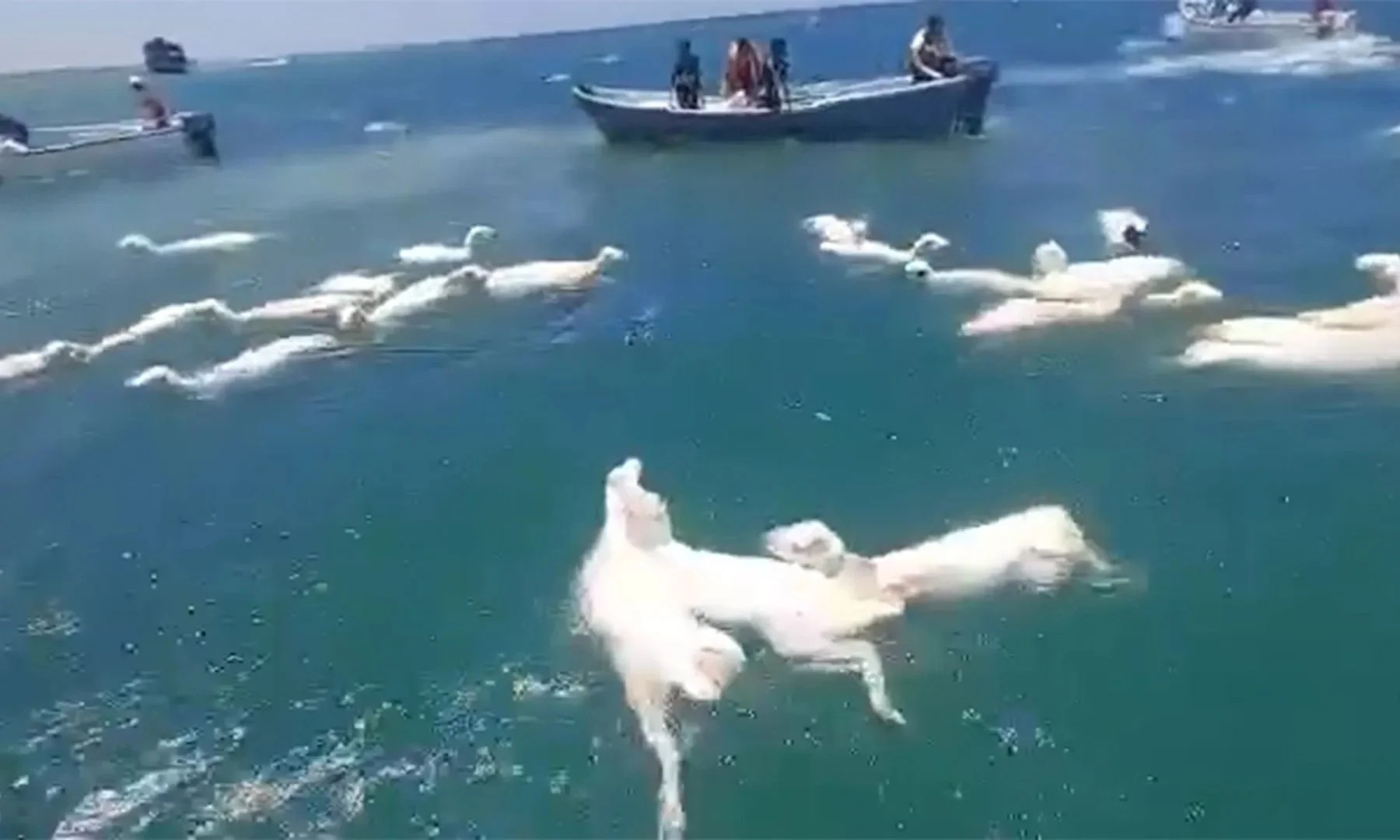 Yemen Livestock Disaster: A Harsh Reminder of the Ethical Cost of Animal Agriculture