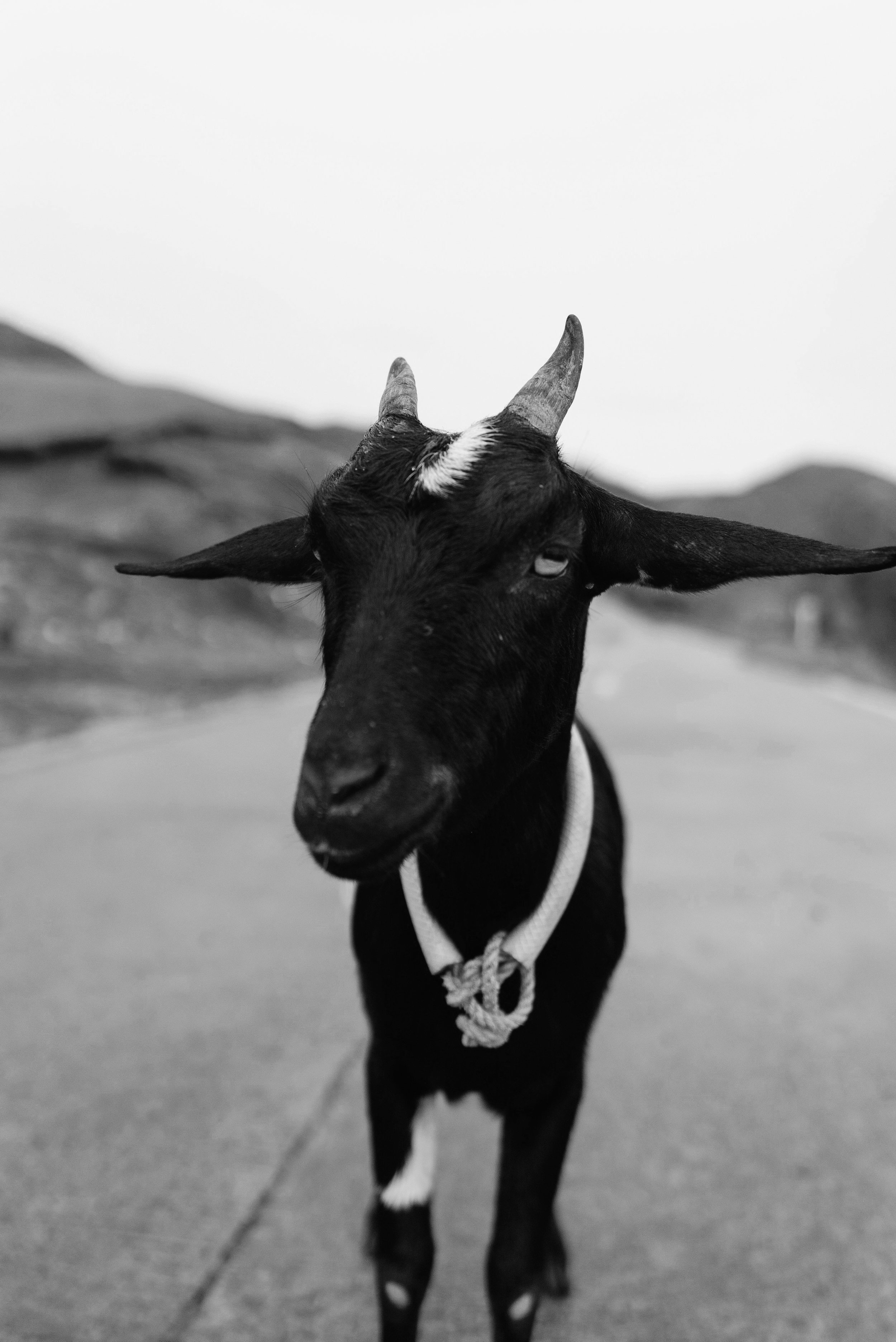 A black and white photo of a goat standing on a road, with mountains in the background. The goat has a collar and horn markings.