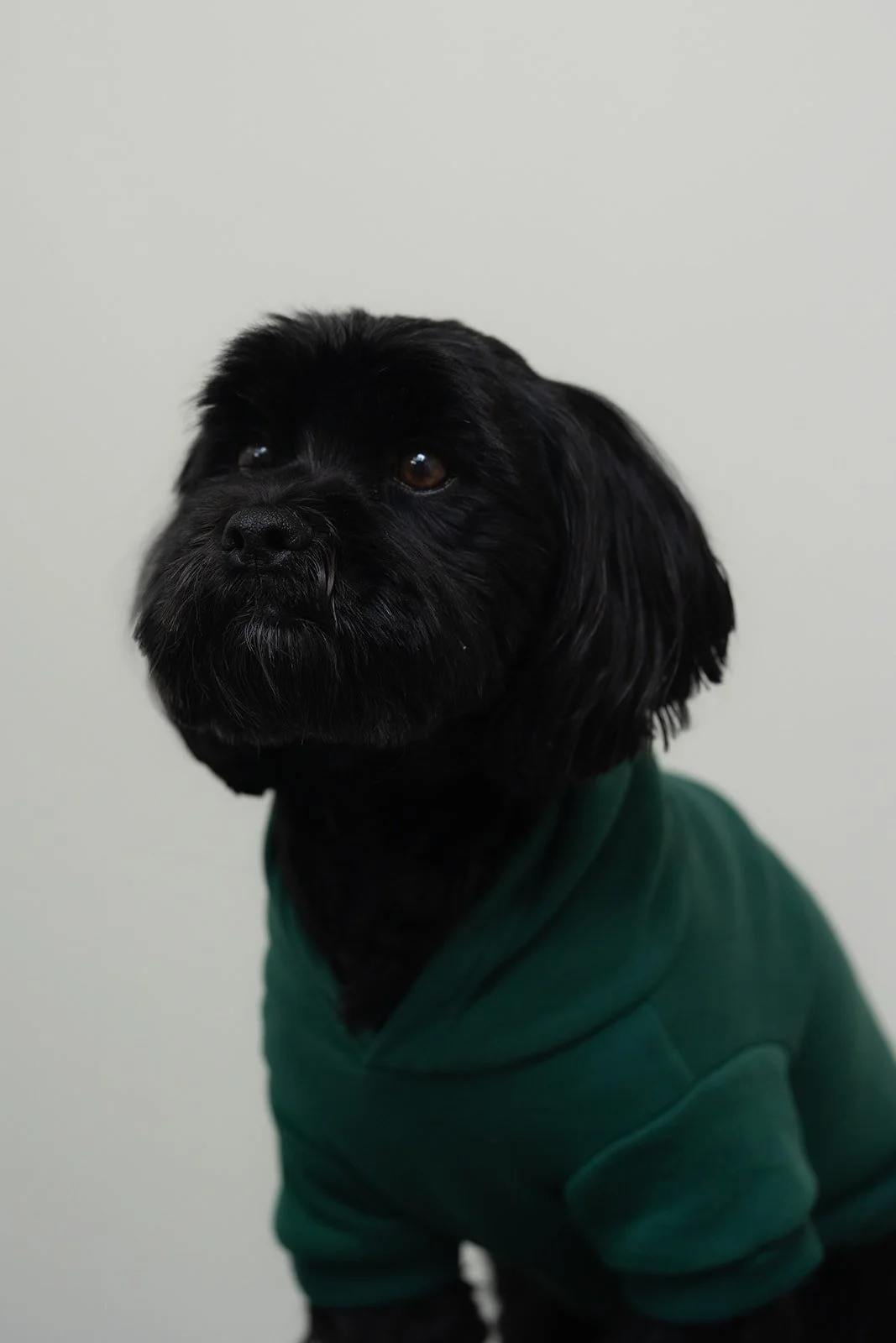 A small black dog wearing a red plaid shirt on a gravel surface, looking at the camera with an open mouth.