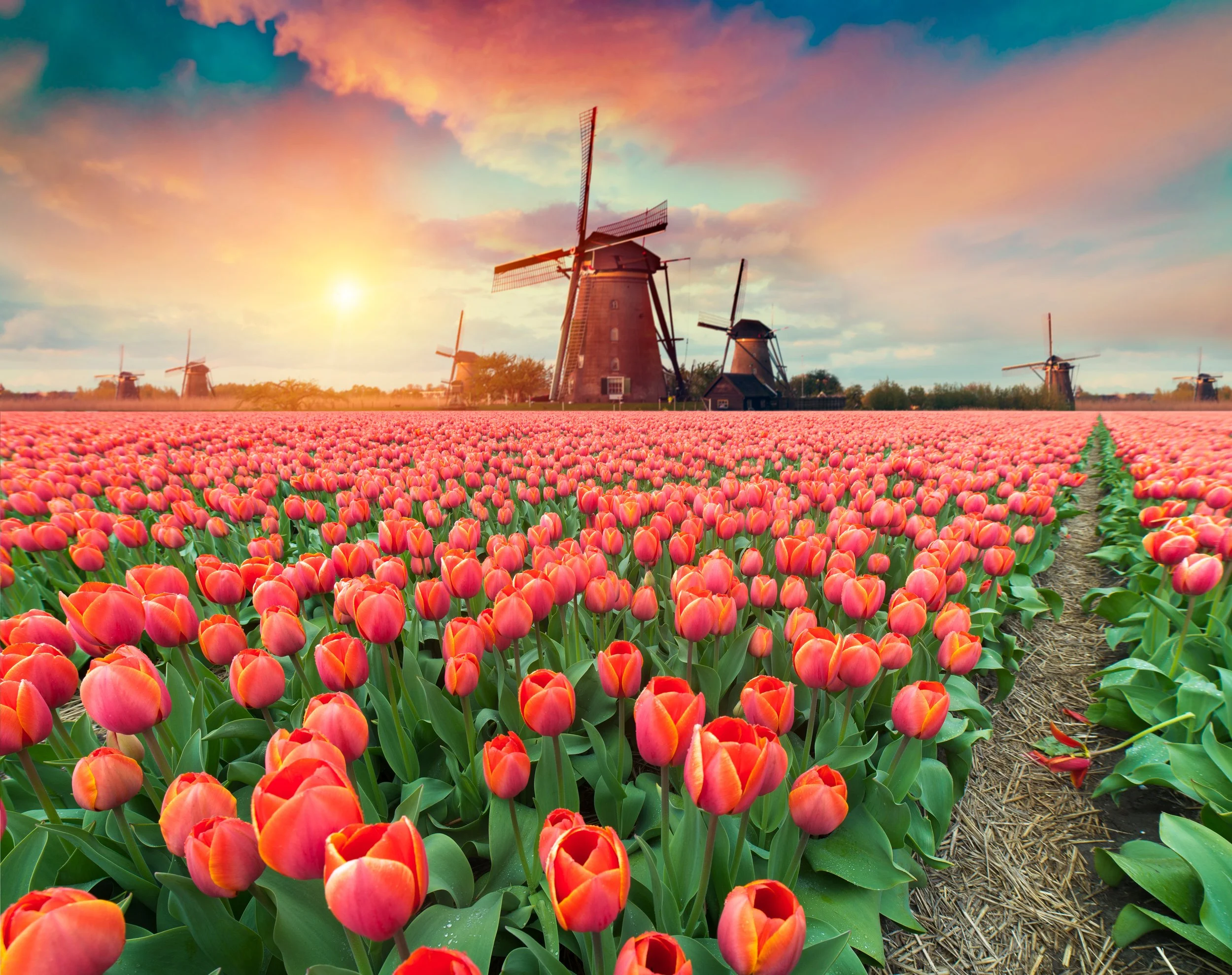 Windmills in flower field.jpeg