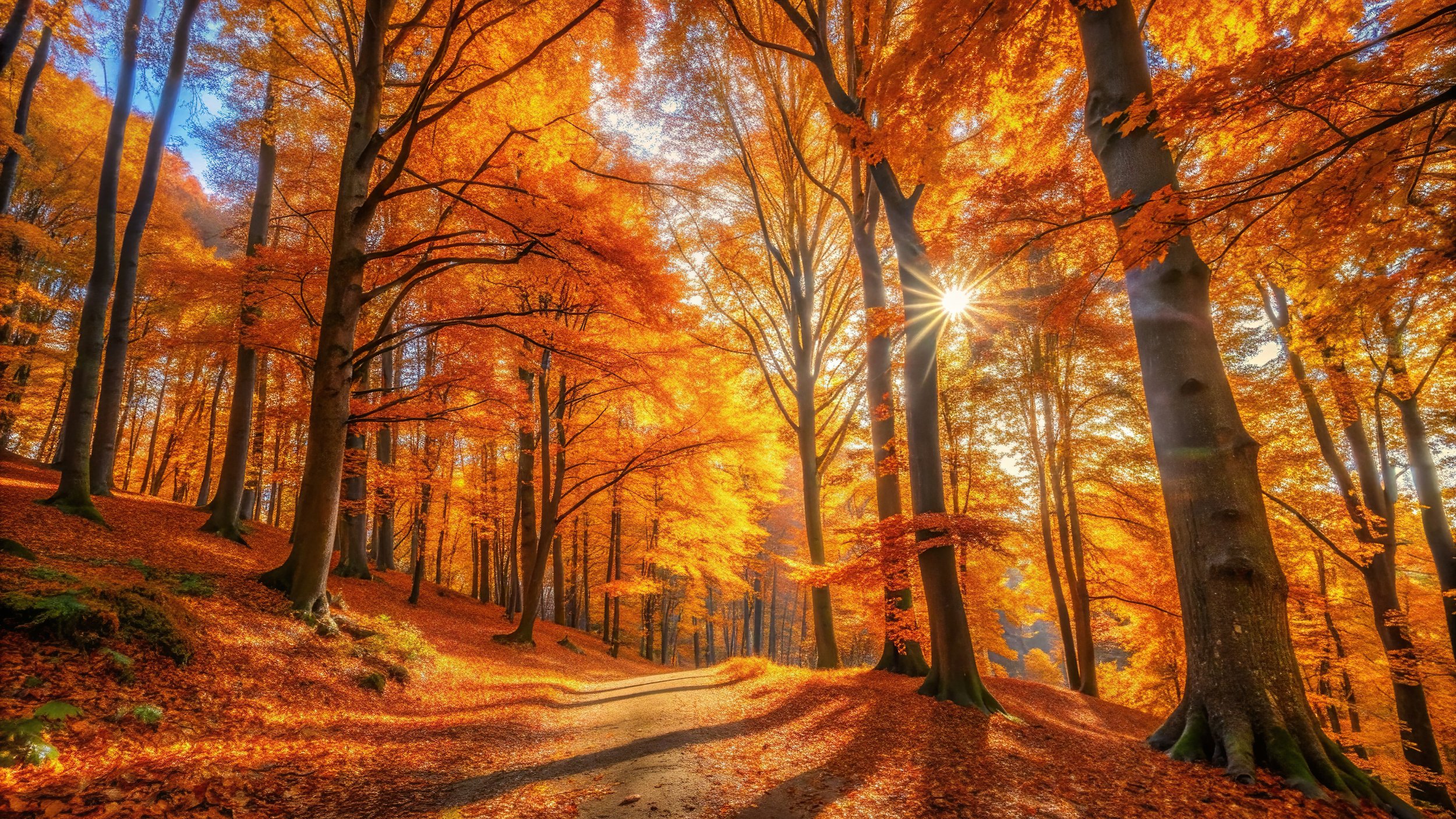 Autumn Trees