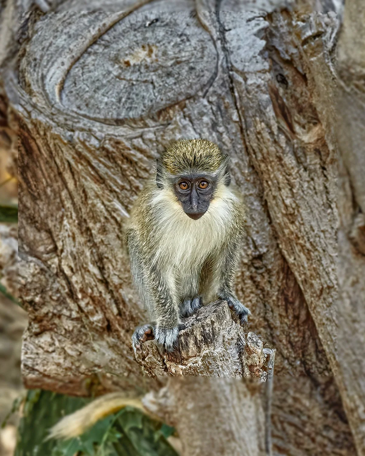 GREEN MONKEY V1.jpg