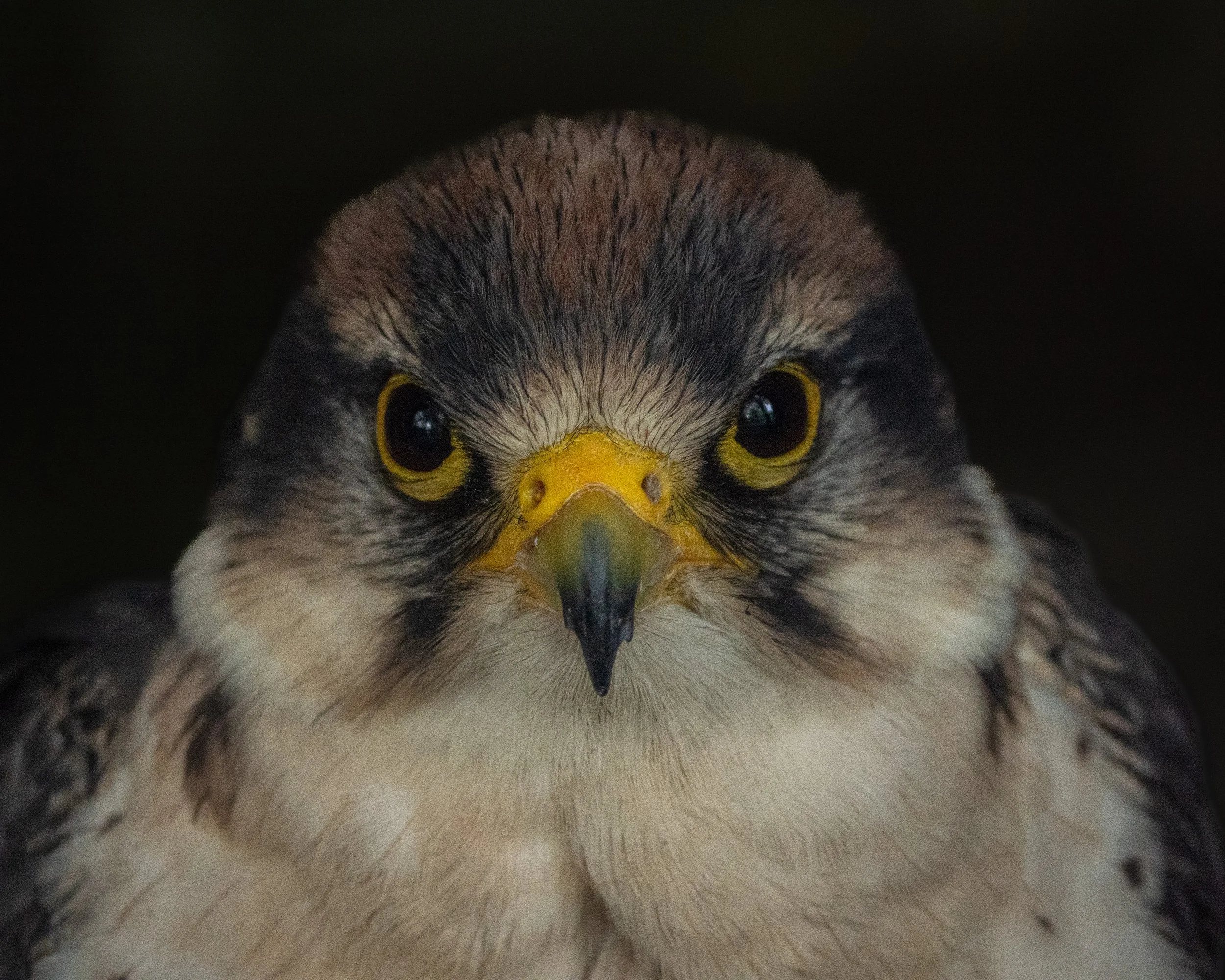 LANNER FALCON.jpg