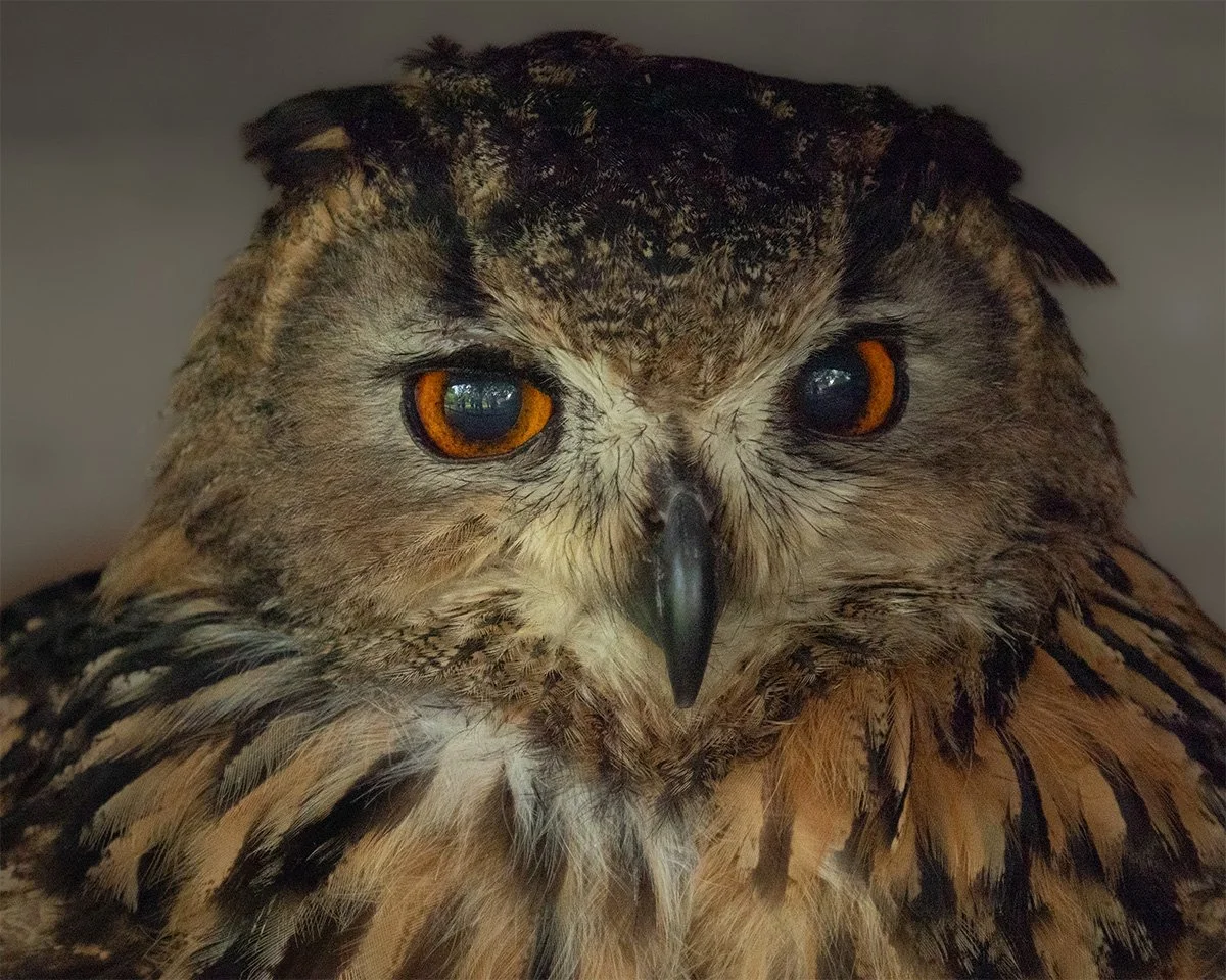 EAGLE OWL V1.jpg