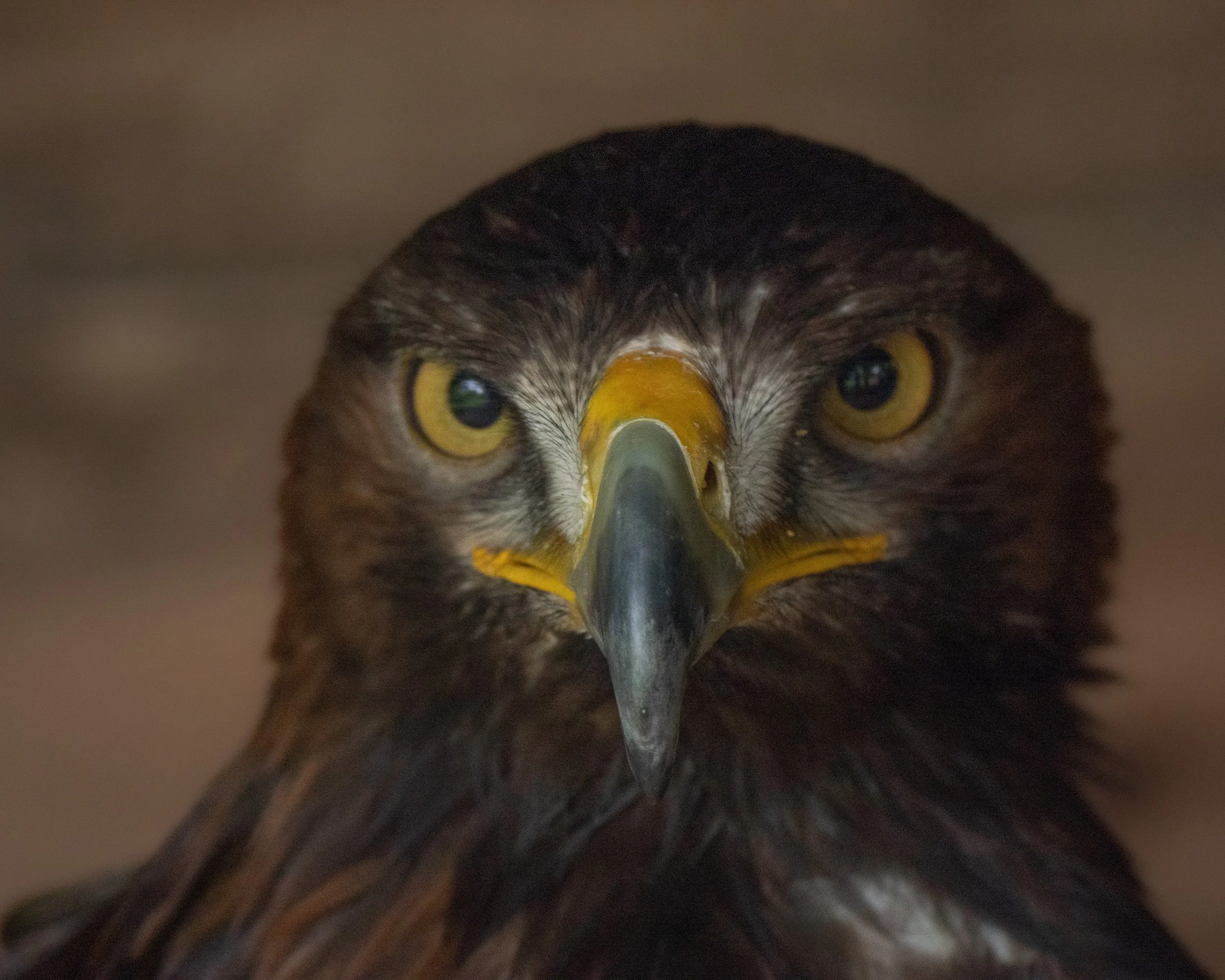 GOLDEN EAGLE V1.jpg
