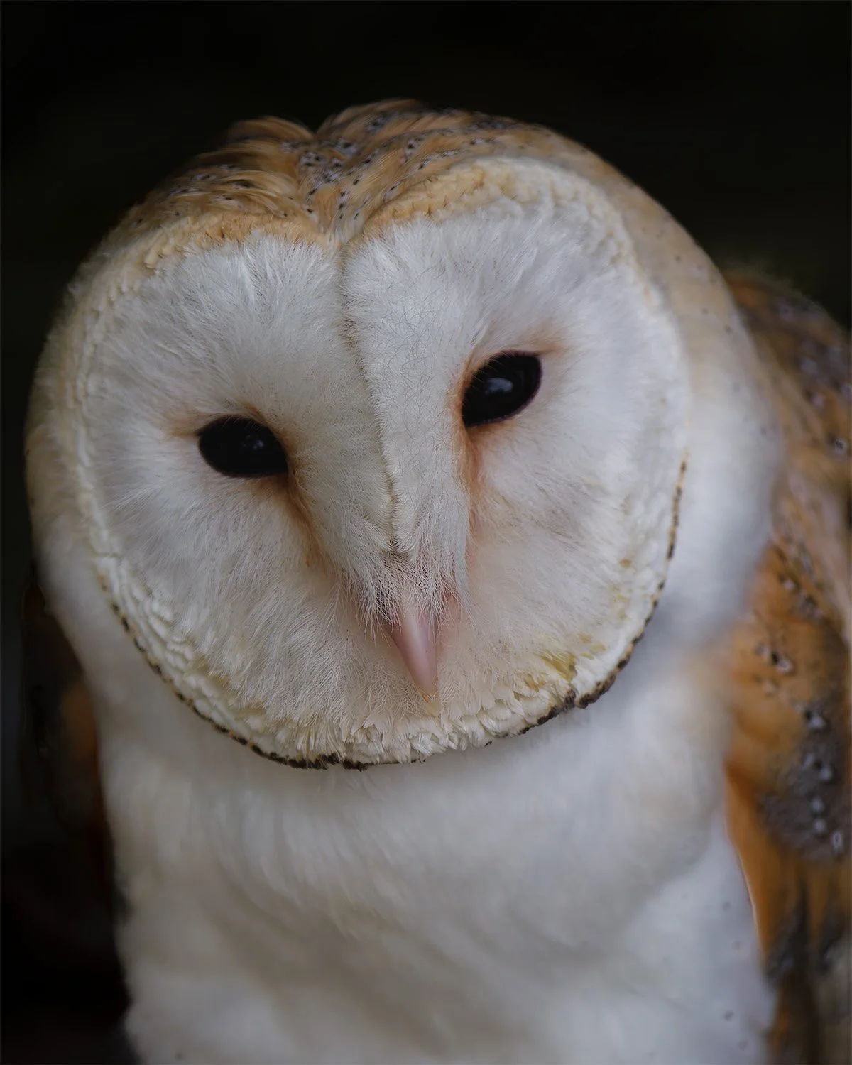 BARN OWL V1.jpg