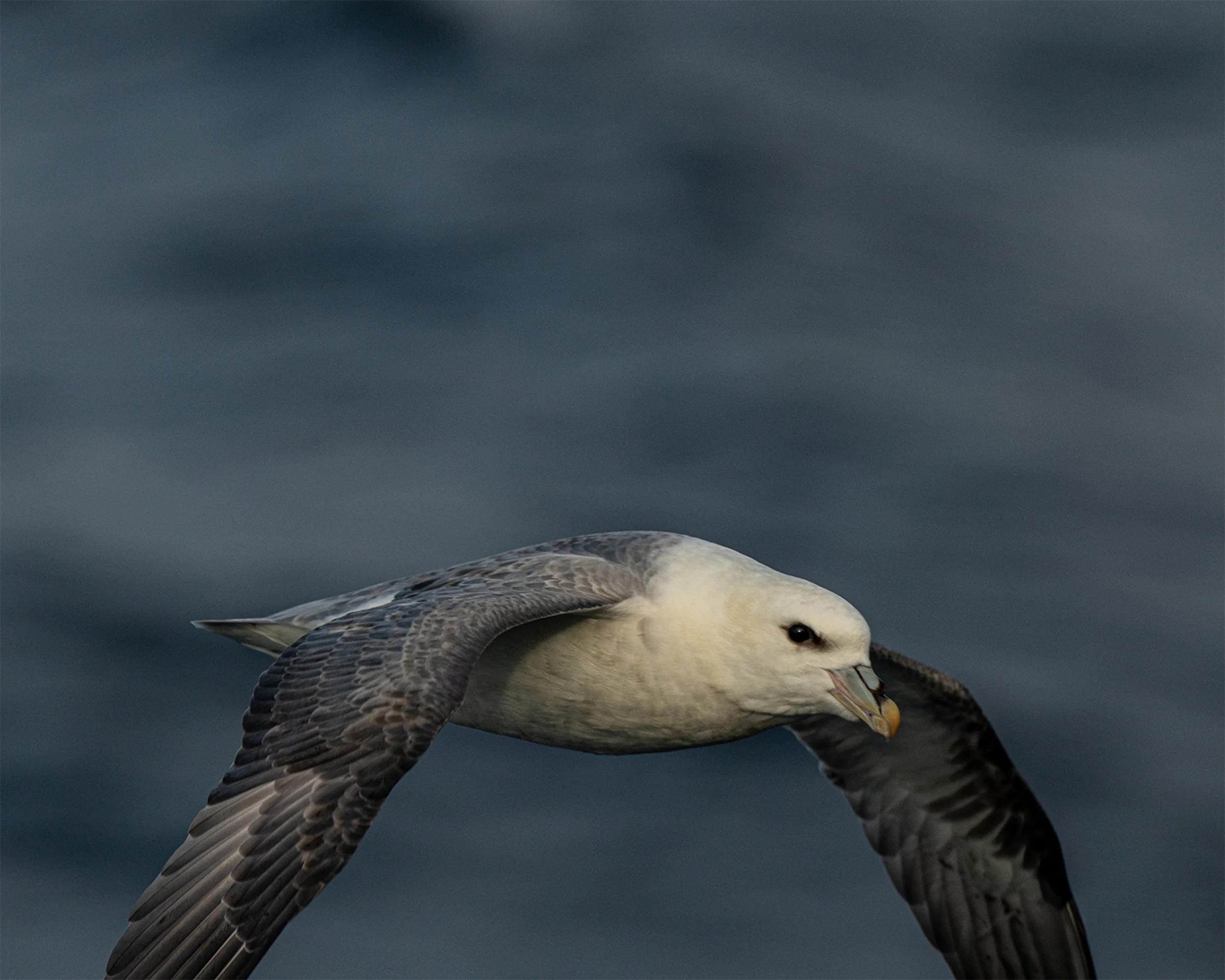 2019-09-11-ILIMANQ NORTHERN FULMAR-897.jpg
