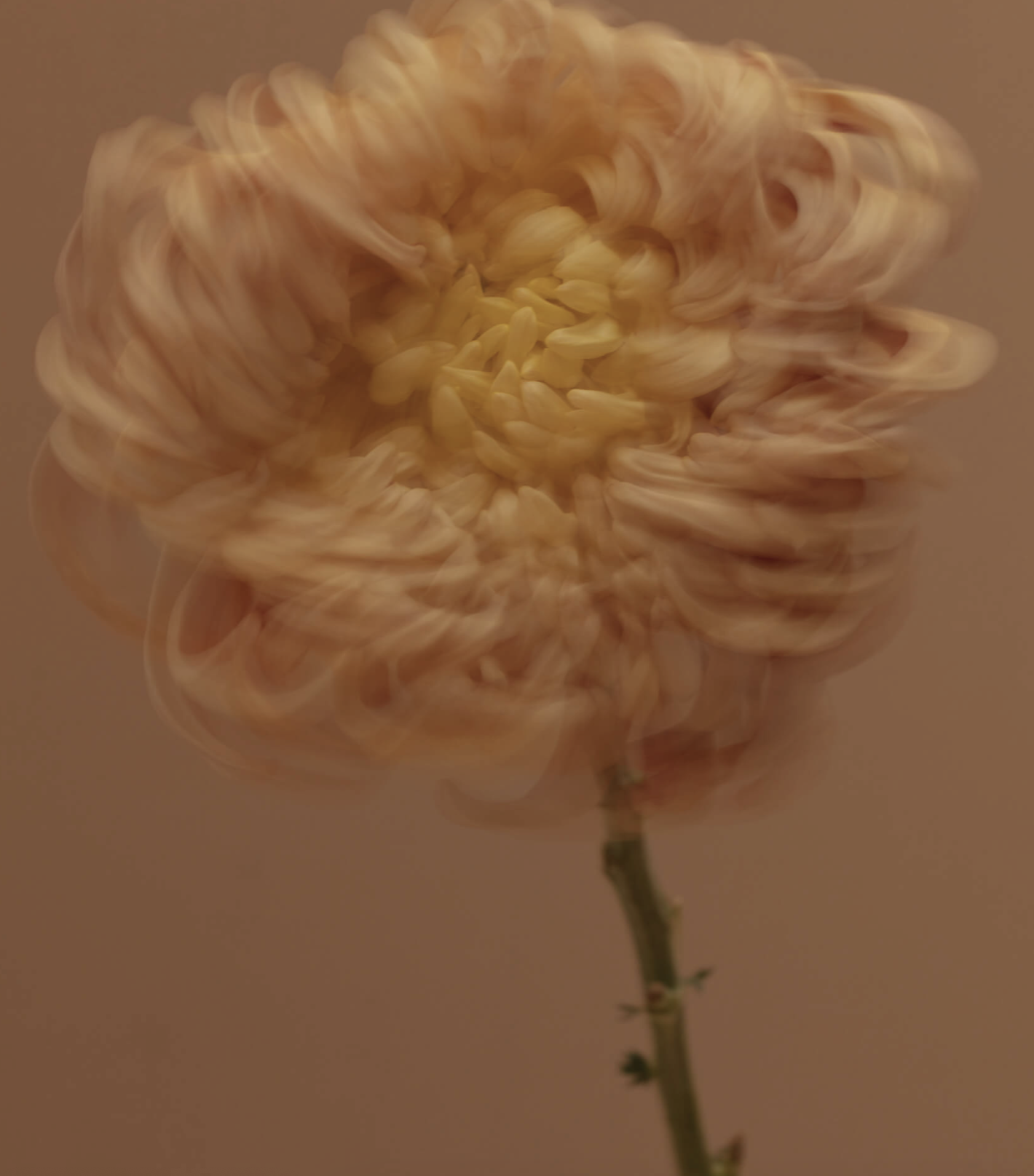 Savian: redefining luxury through nature</span>