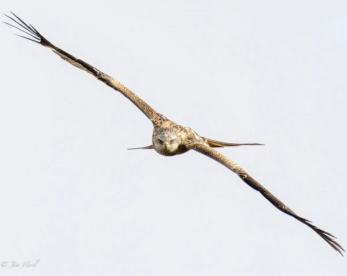Jim Hool Photography Owl