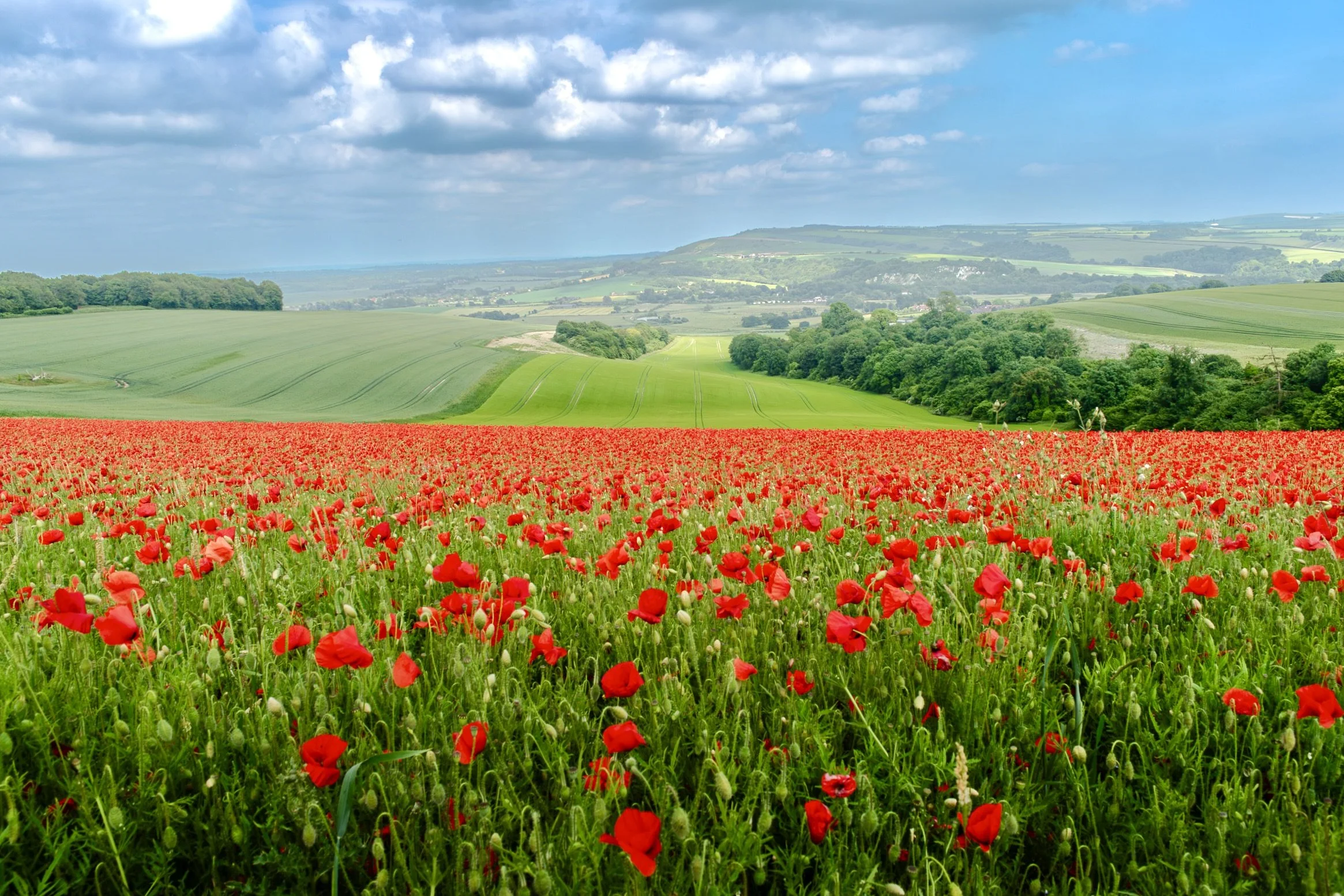 Poppy Field Print Jim Hool Photography