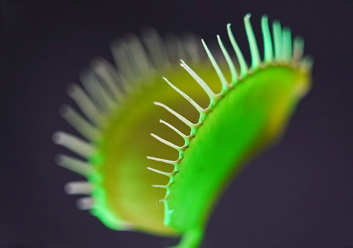 ‘FLYTRAP TOWN’ RECEIVES LARGEST DONATION YET