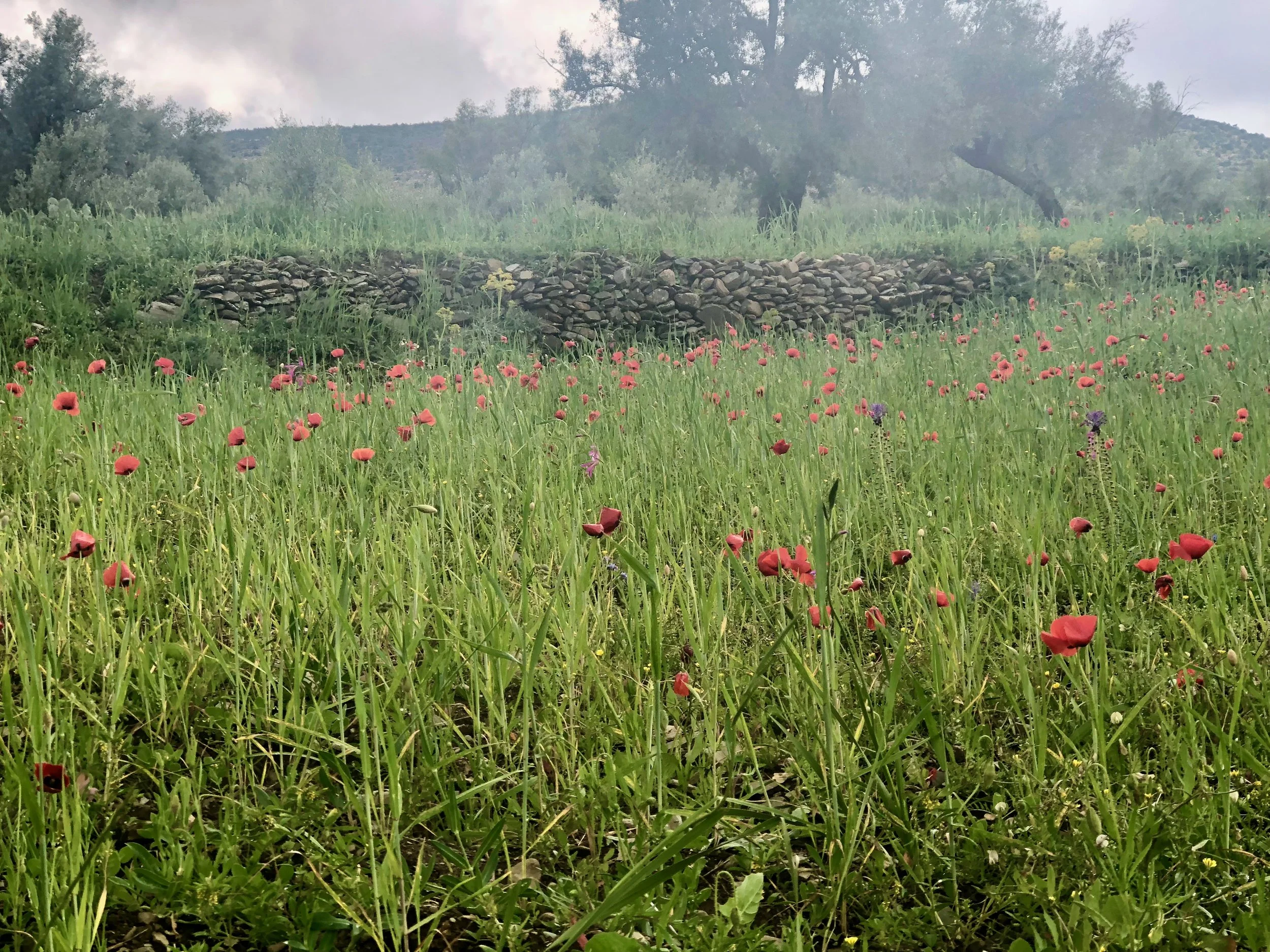 A field of tall grass with red poppies and purple flowers, a stone wall in the background, and trees and hills beyond under a cloudy sky.
