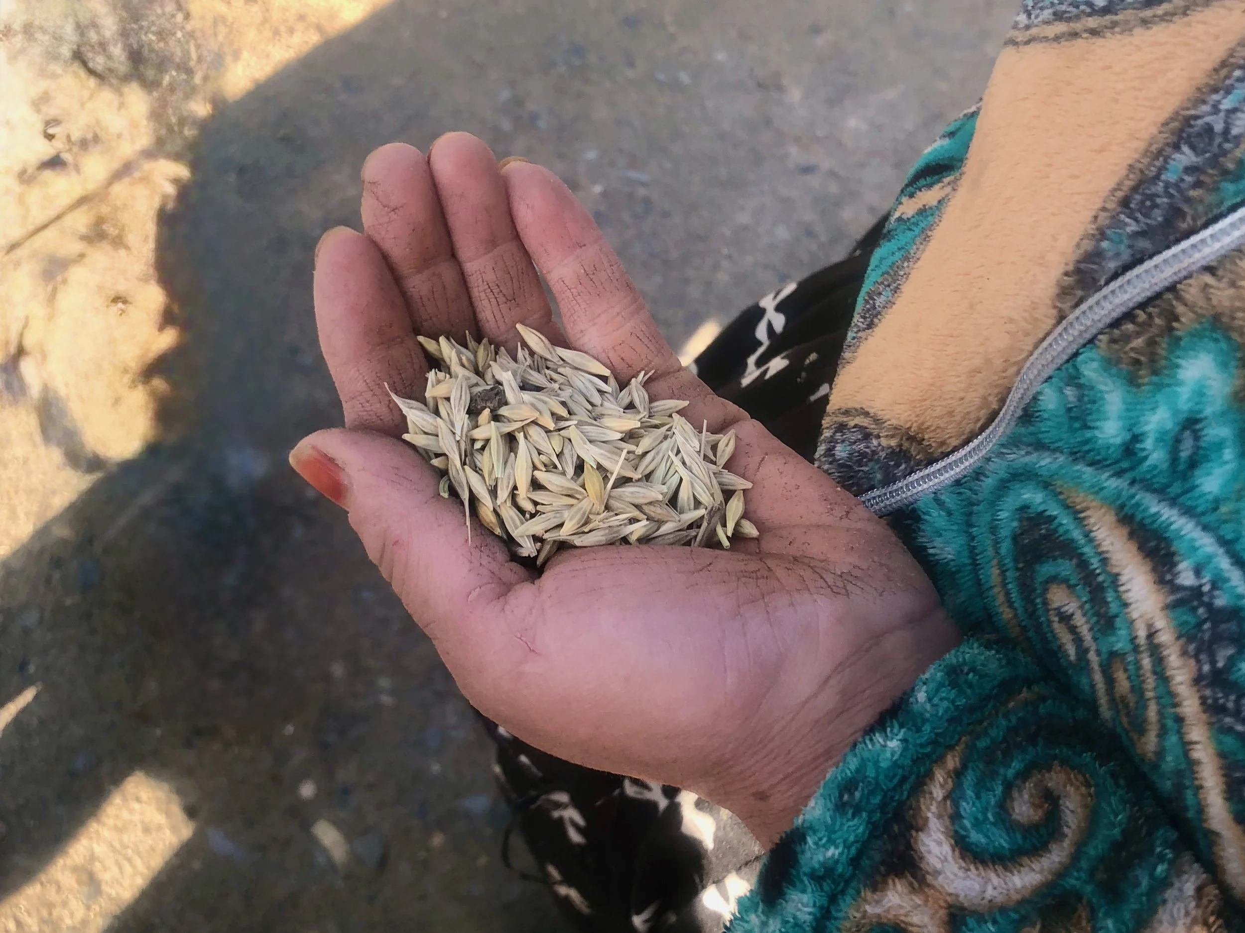 A hand holding sunflower seeds with dried skin, outdoors on sandy ground, wearing a colorful patterned jacket.