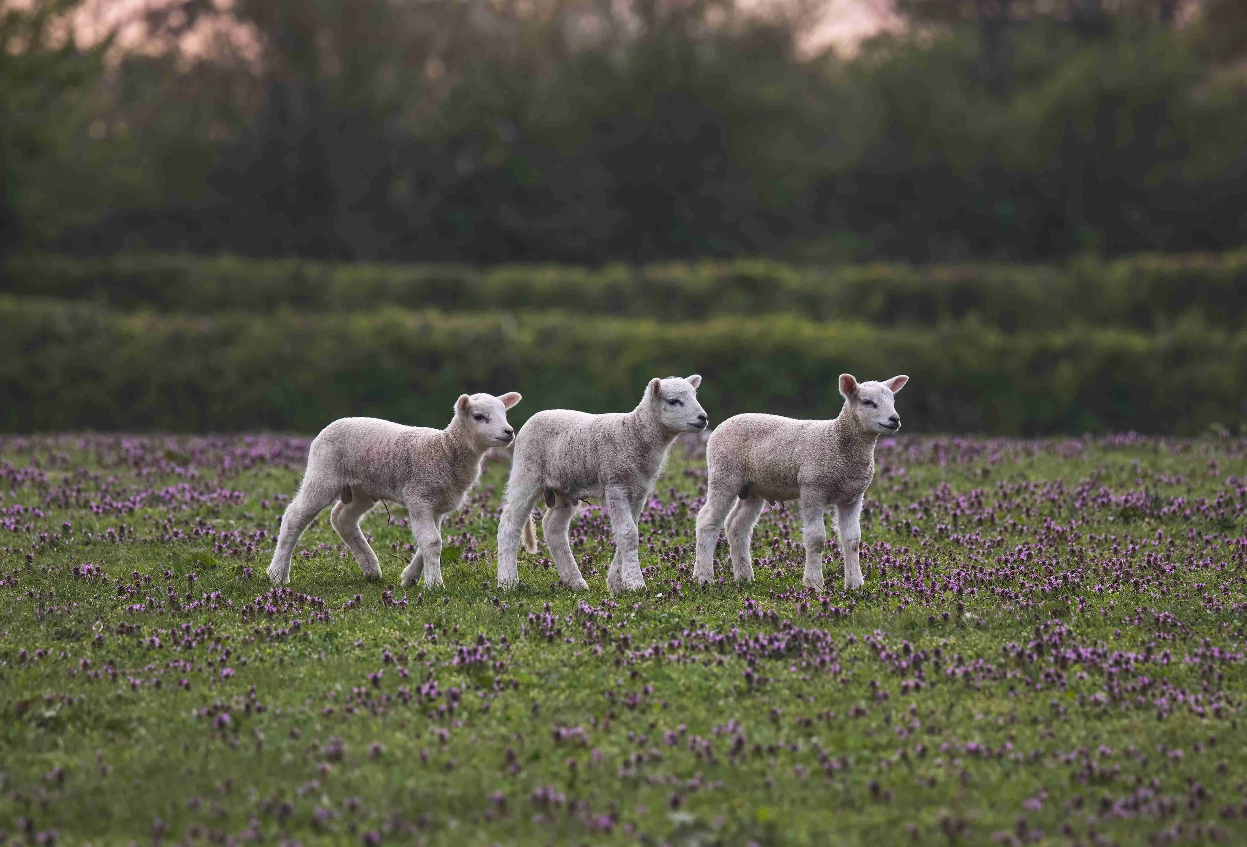 Three sheep walking on a field of purple flowers with trees and a dark sky in the background.