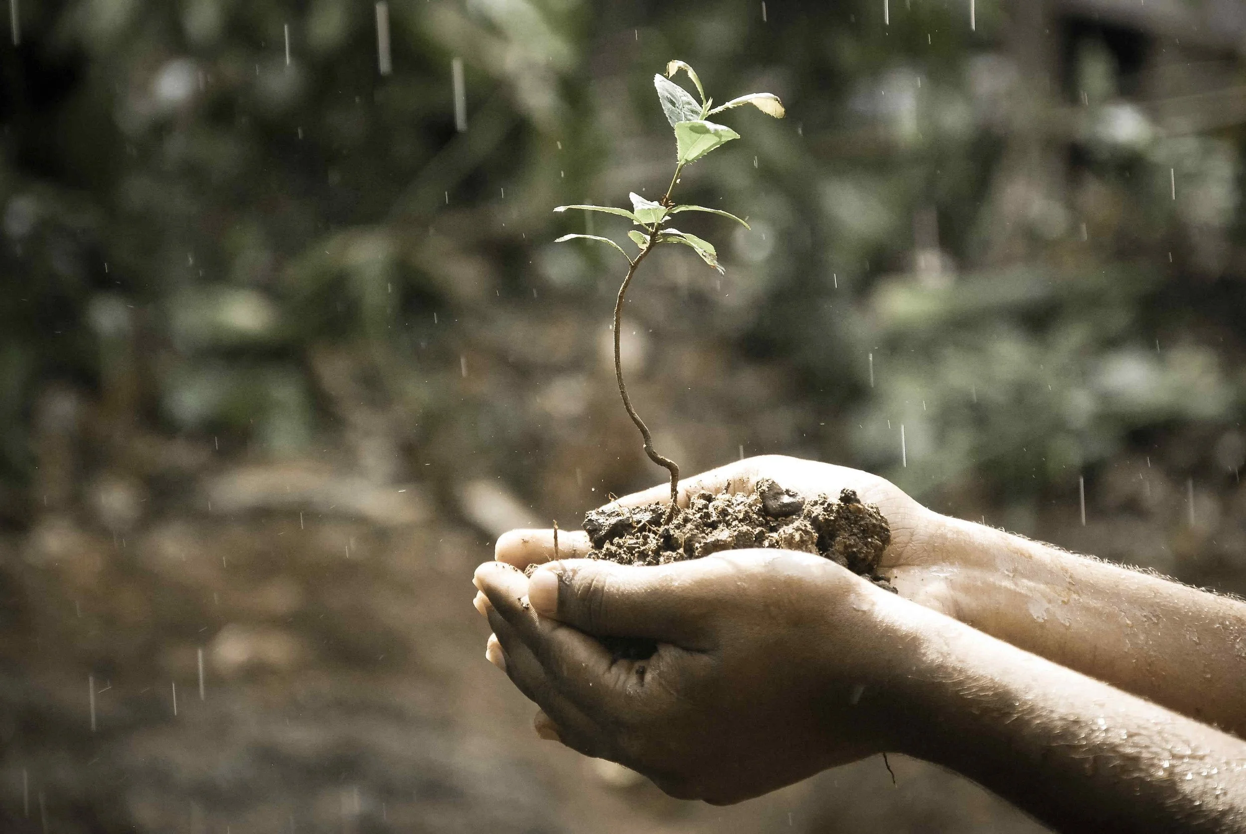 A person holding a small soil-filled patch with a young green plant growing in it during rain.
