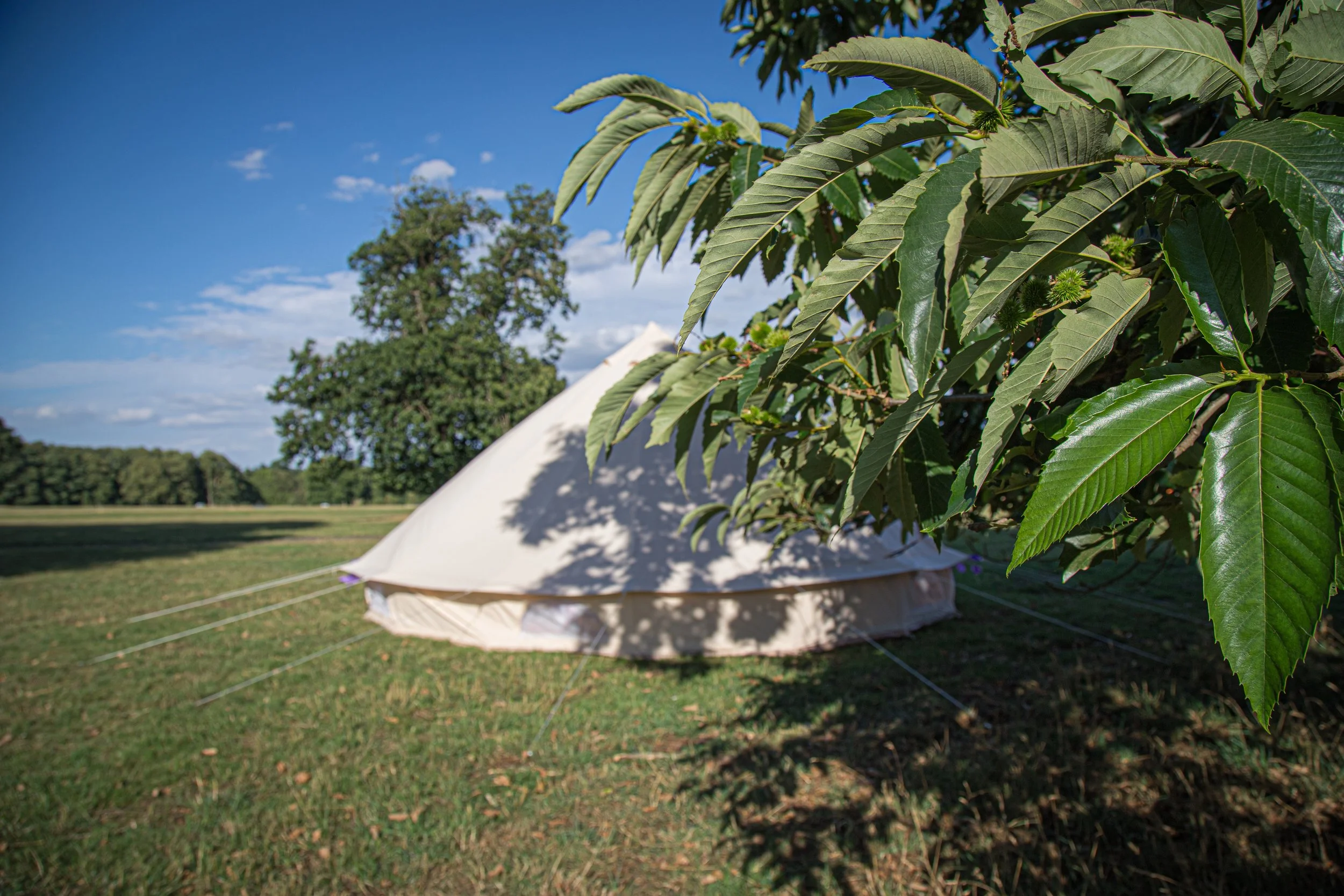 A tent set up in a grassy field, partially shaded by a tree with green leaves, under a blue sky with some clouds.