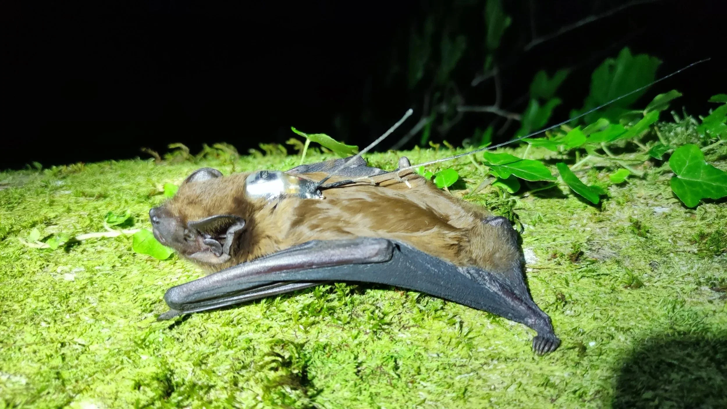Amélioration des connaissances de la population de Grande Noctule de la Montagne Noire Audoise (11). Synthèse des résultats 2024 - GCLR