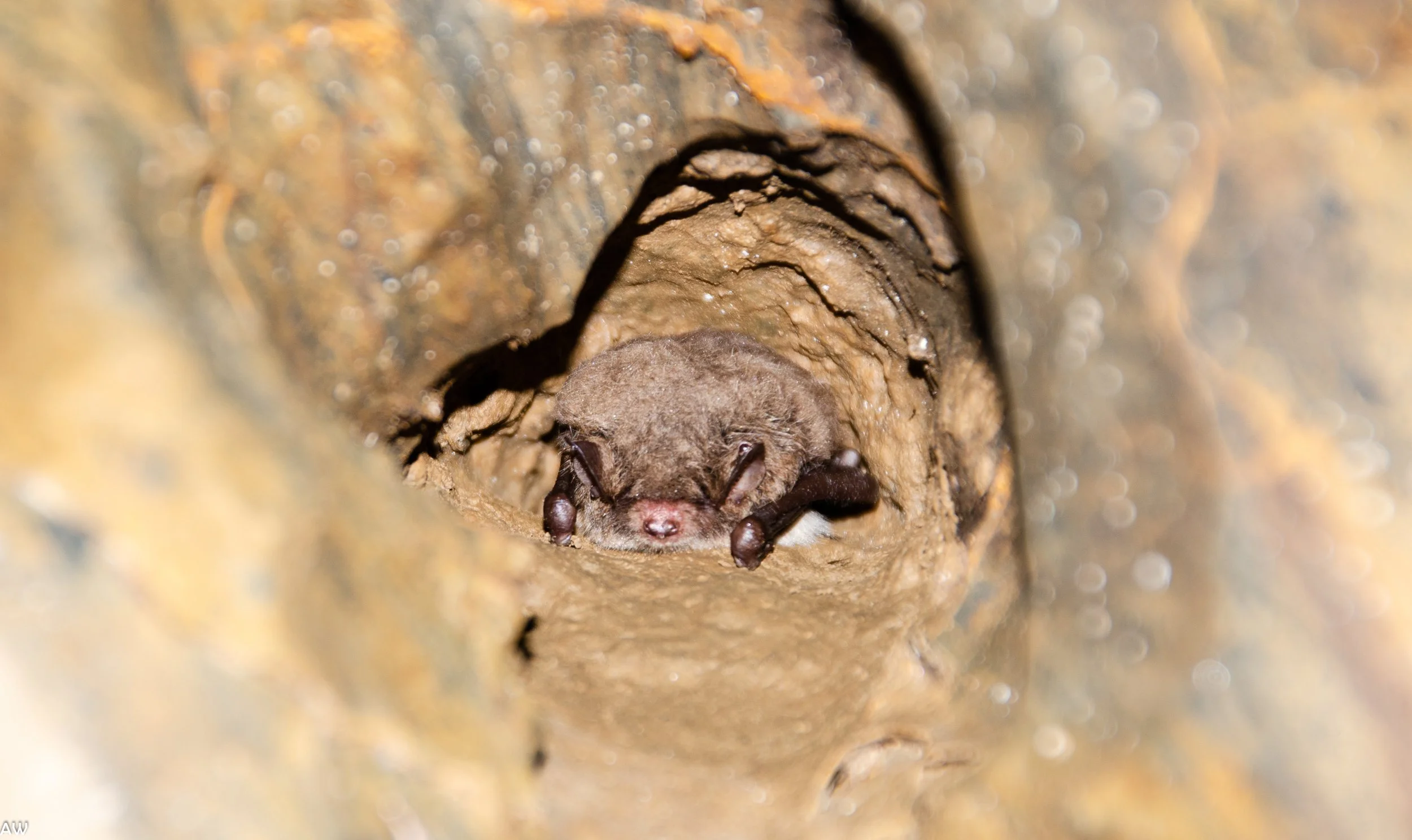 Murin de Daubenton (34)_Antonin Wilmart.jpg