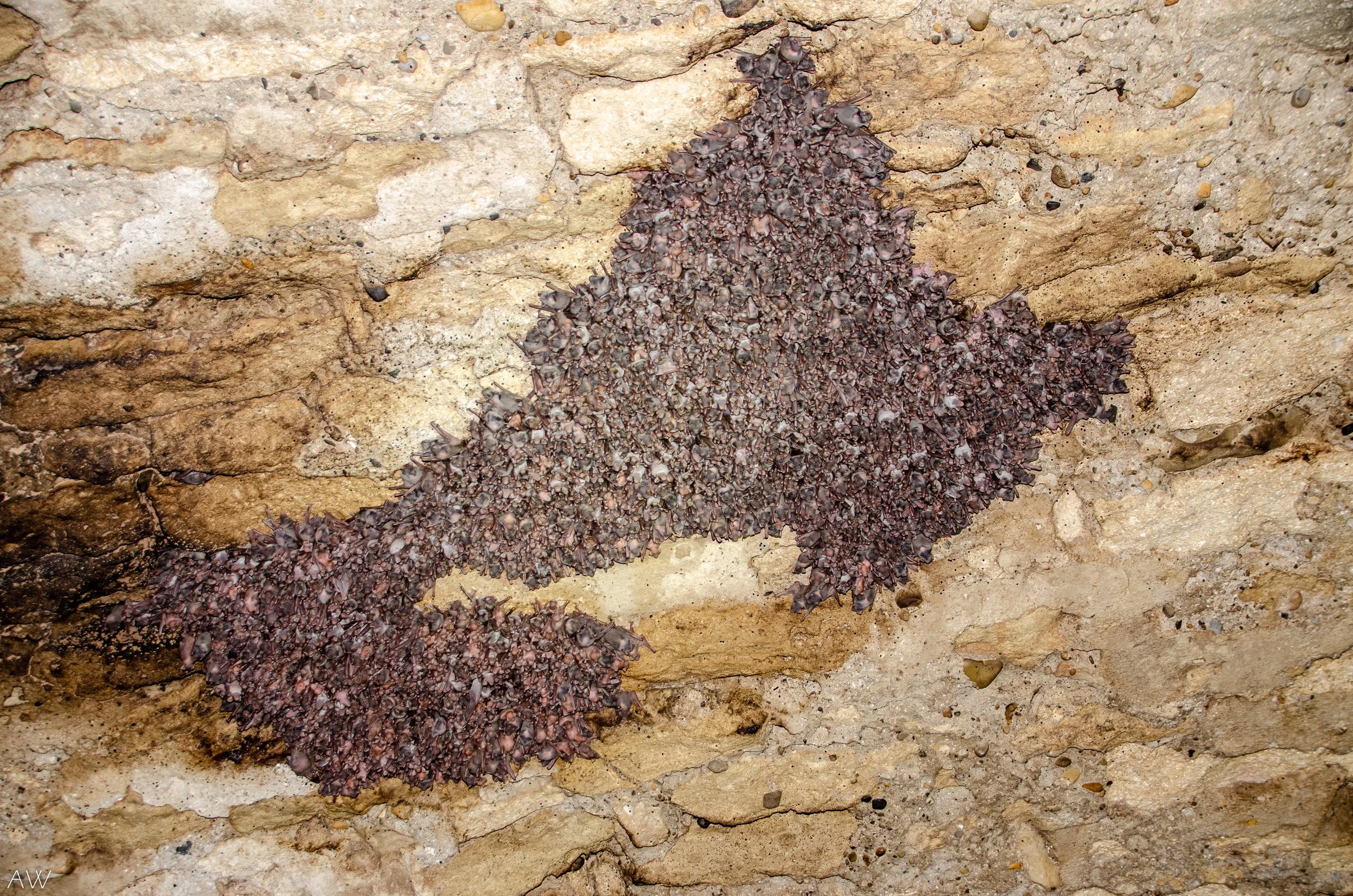 Nurserie de Minioptère de Schreibers