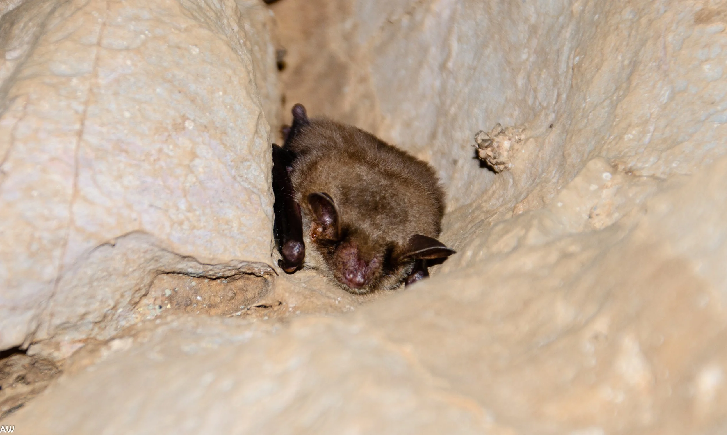 Murin de grande taille (34)_Antonin Wilmart (1).jpg