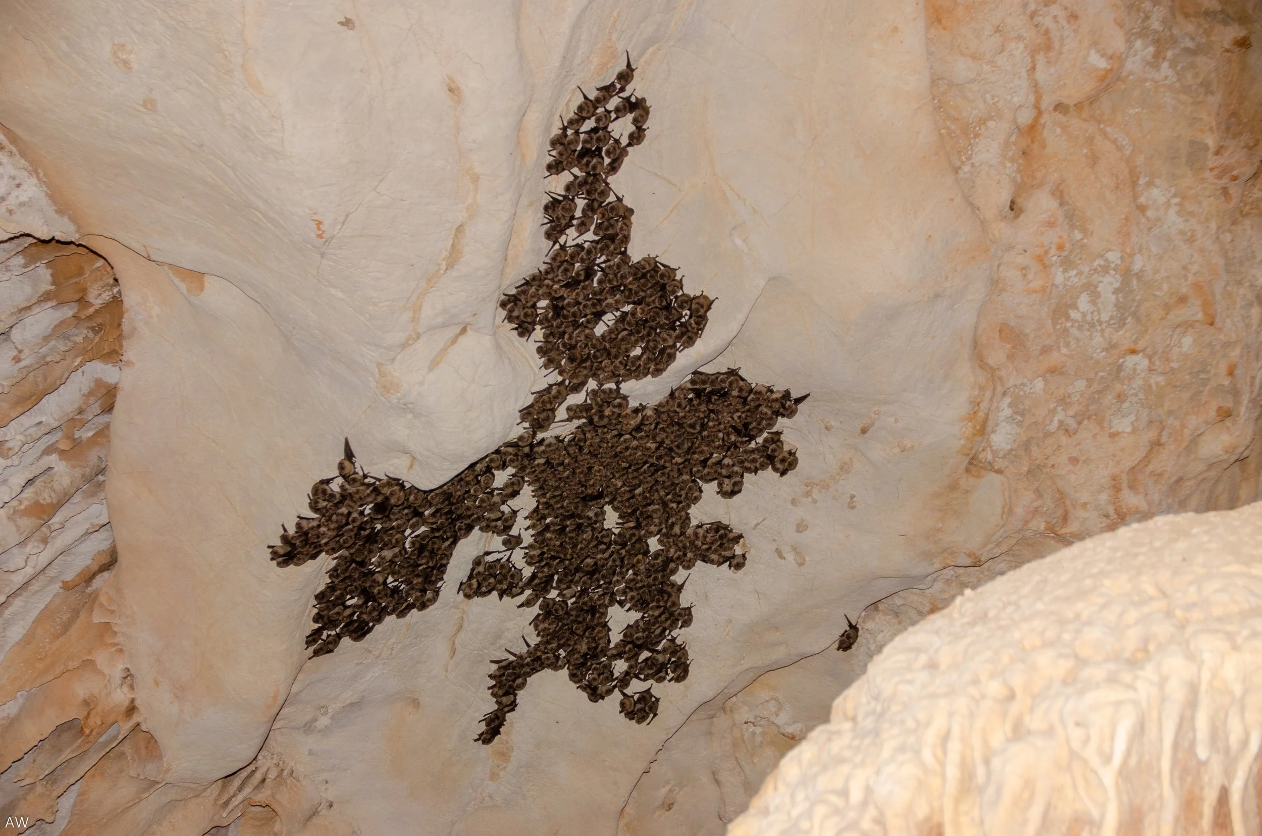 Synthèse cartographique du suivi des gîtes d’hibernation de Minioptère de Schreibers en Languedoc-Roussillon. 2024 GCLR