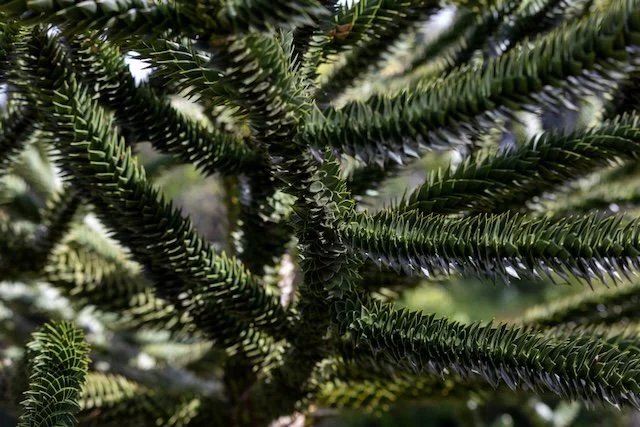 parklife christchurch pk (68 of 171).jpeg