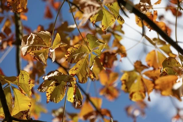 AUTUMN IS A GOOD TIME TO BEGIN