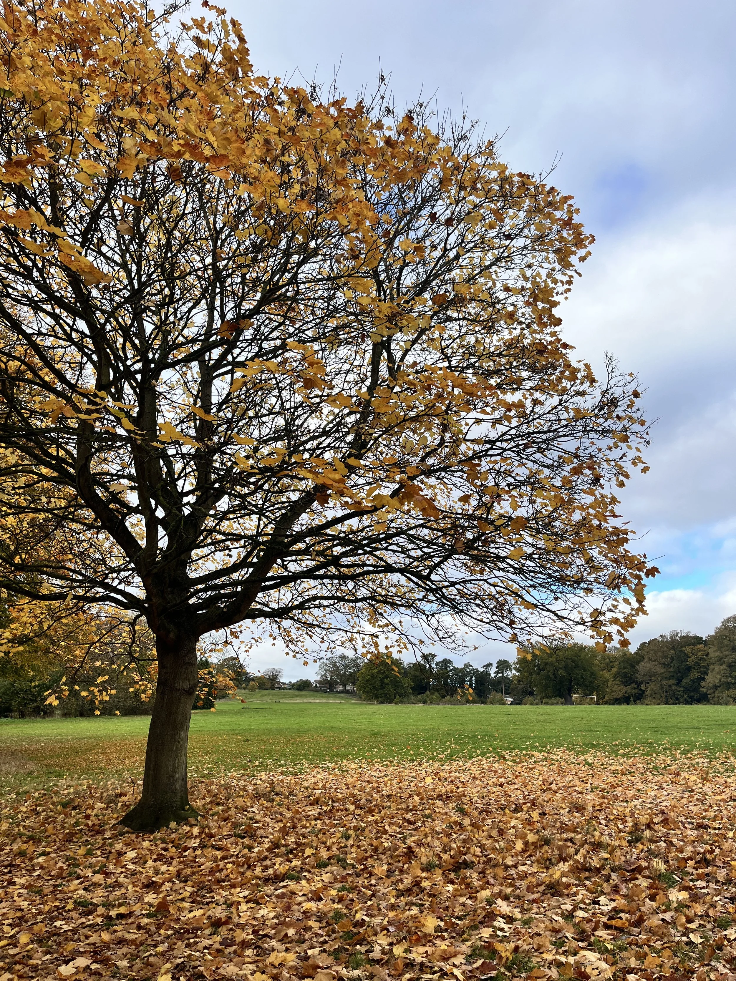 BournePark_ Ipswich_9909.JPG