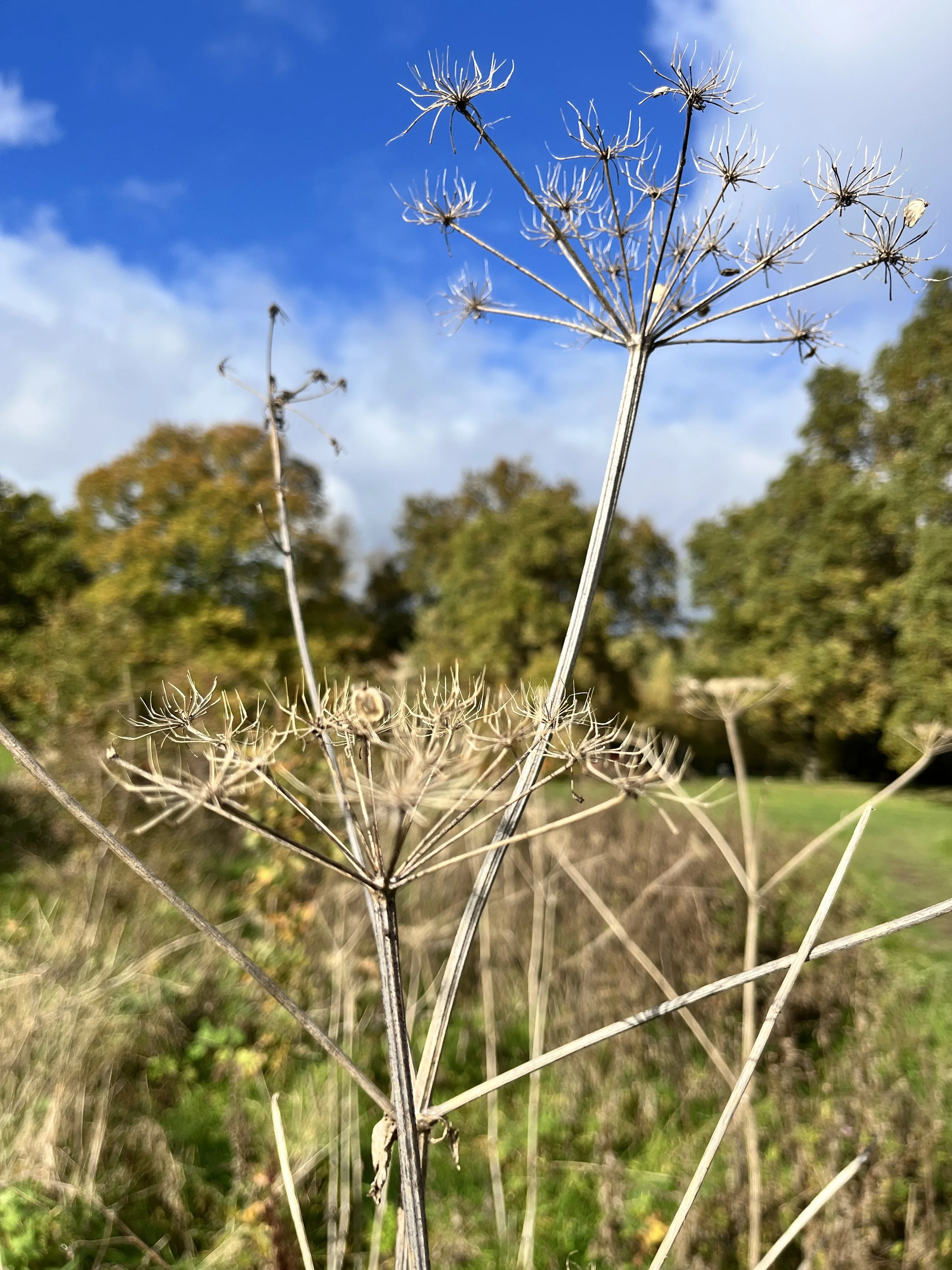 BournePark_ Ipswich_9937.JPG