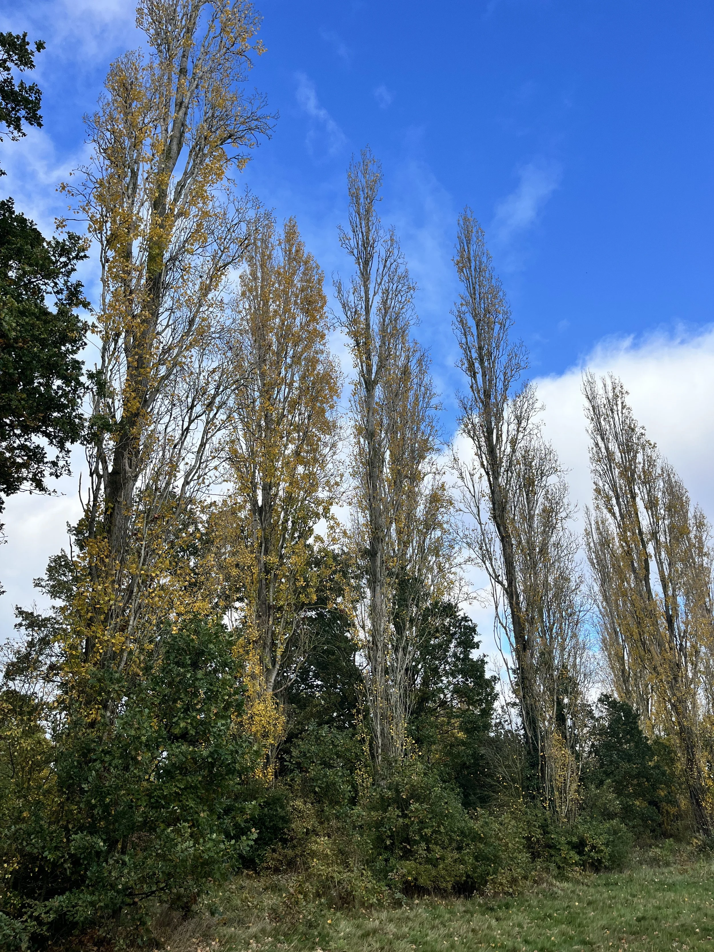 BournePark_ Ipswich_9941.JPG