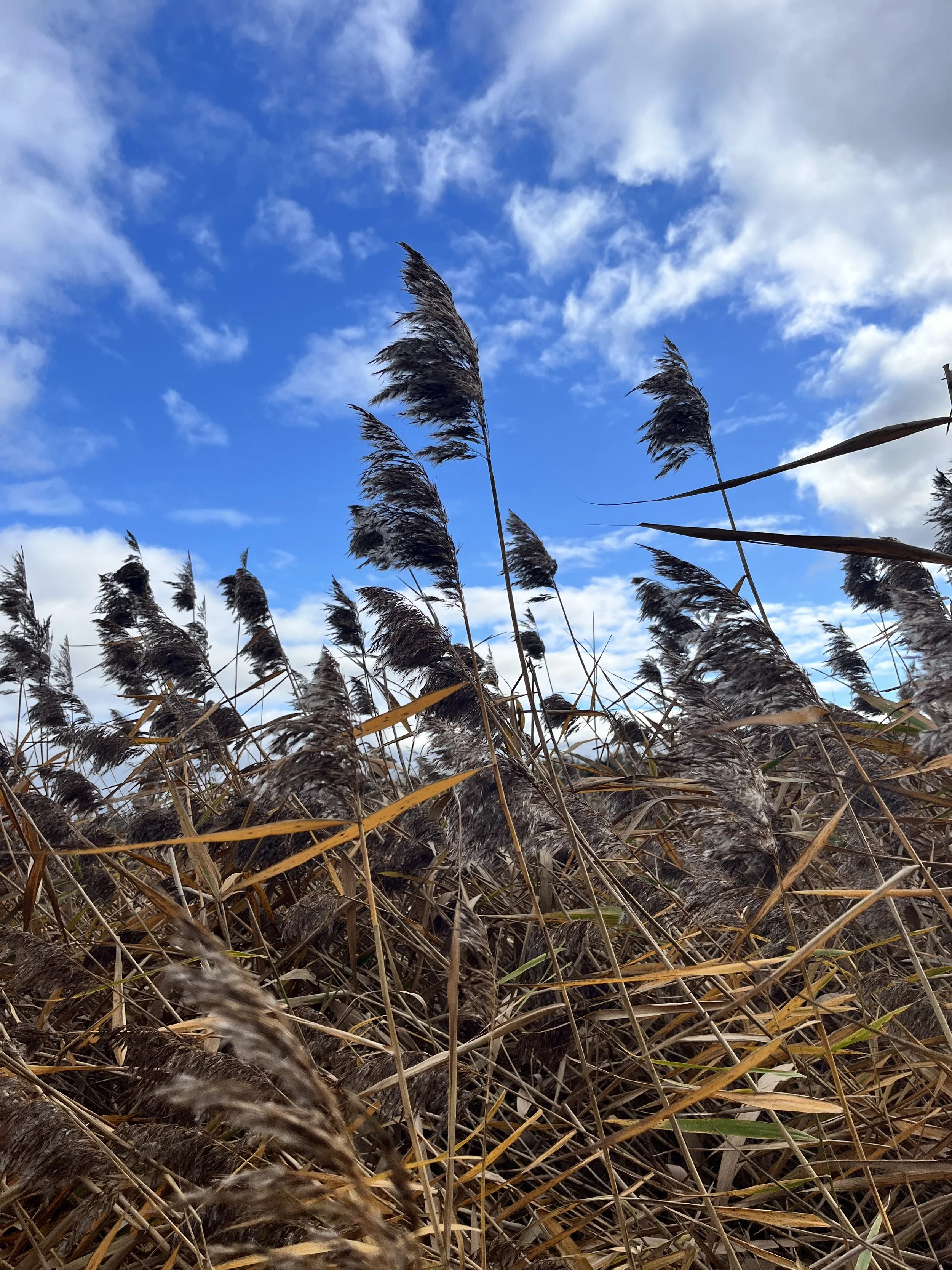 BournePark_ Ipswich_9949.JPG